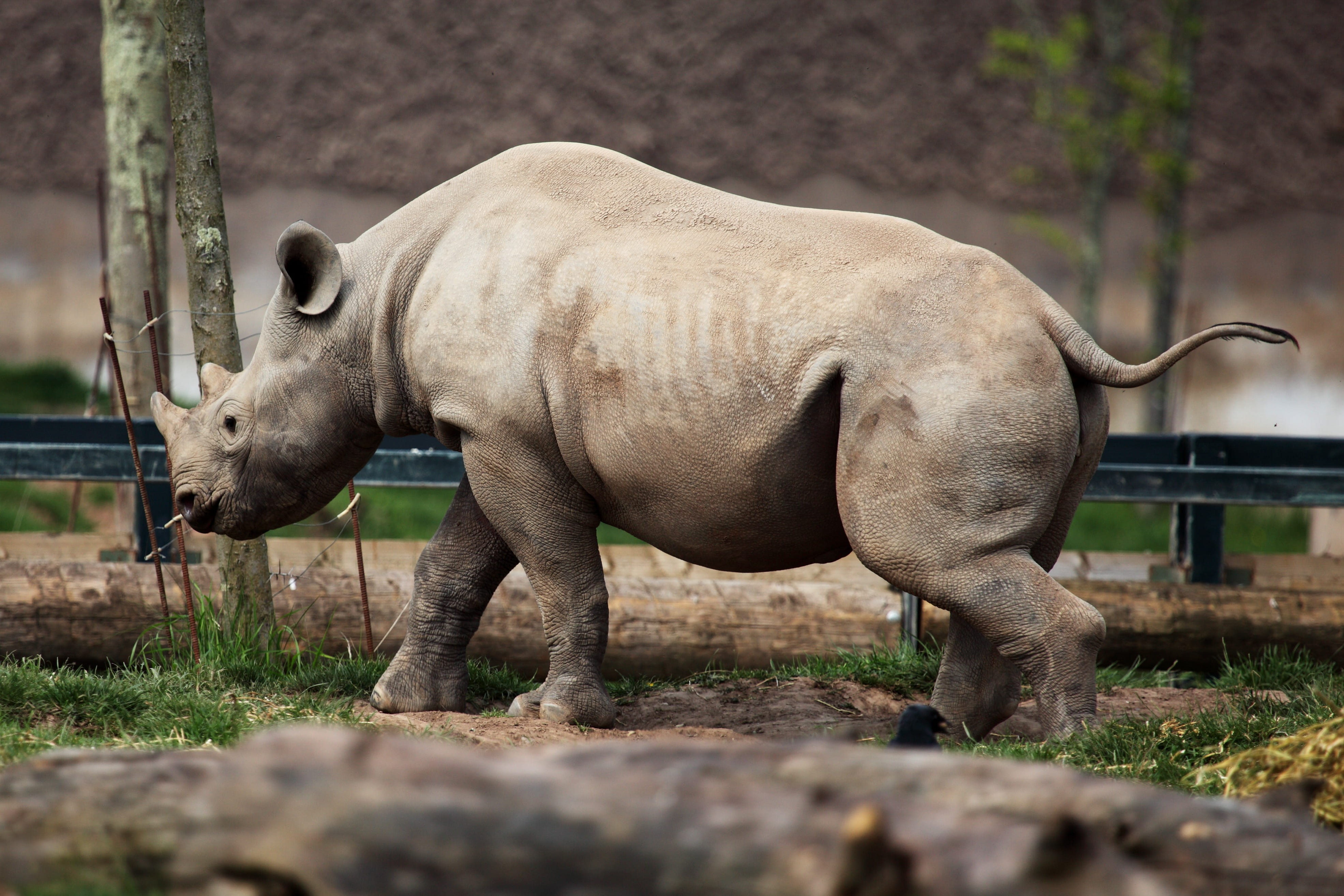herbivorous, day, domestic animals, safari, rhino, huge, animal themes, wildlife, trunk, outdoor, one animal, vertebrate, animal wildlife, animals in the wild, HD Wallpaper