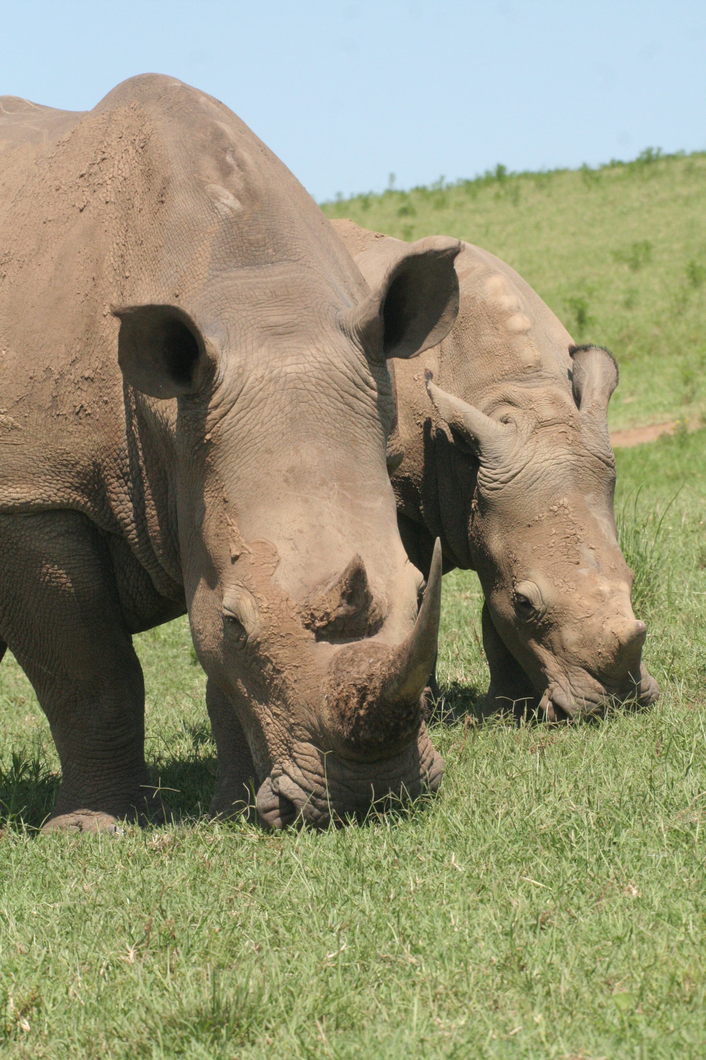 2K, domestic animals, black rhino, wildlife, field, rhino, grass, plant, safari Animals, livestock, wild, land, horn, animal, rhinoceros, horned, agriculture, Phone HD Wallpaper