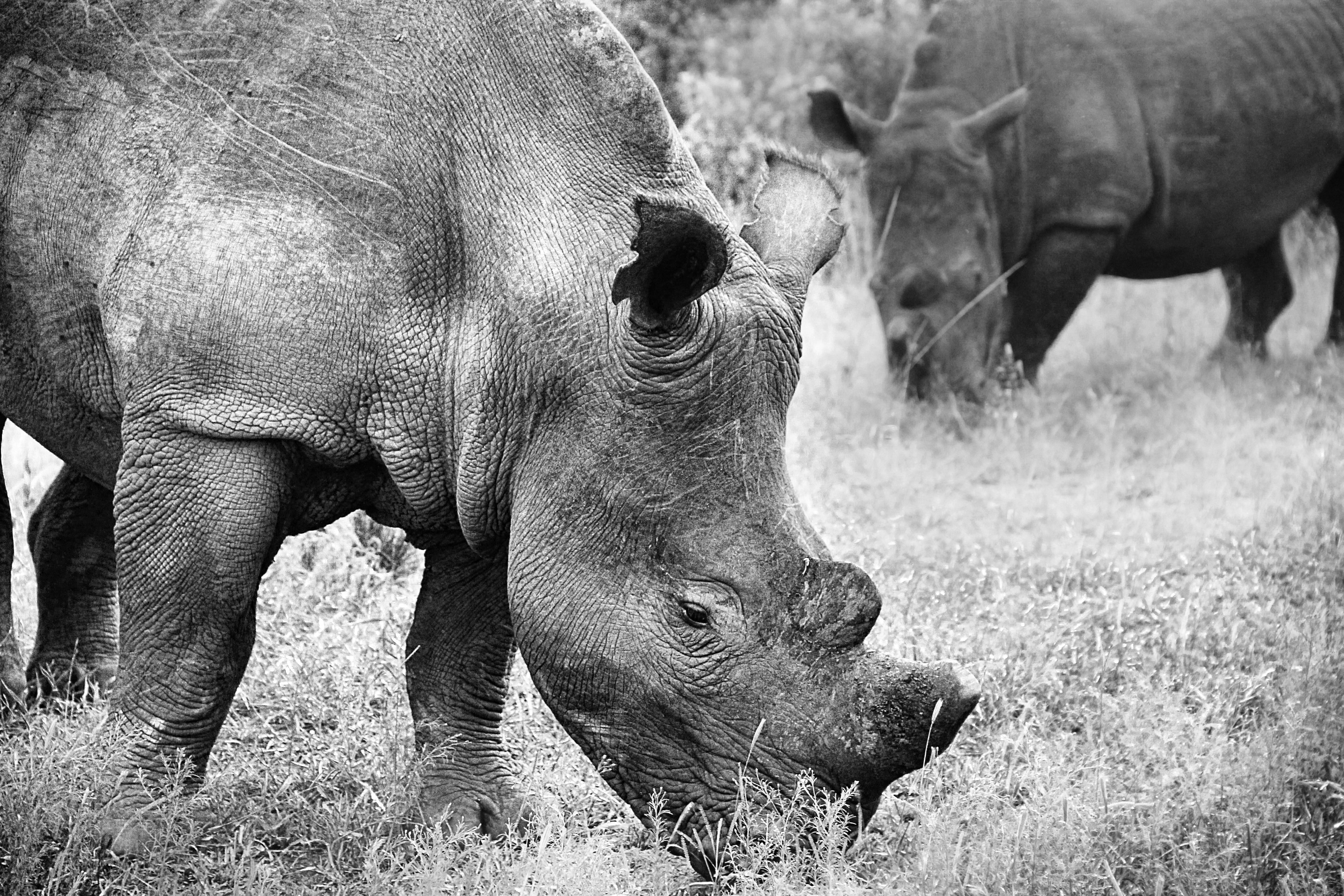 day, horn, mammal, rhinoceros, animal, grazing, black and white, big five, herbivores, two animals, grass, perspective, animals in the wild, vertebrate, HD Wallpaper