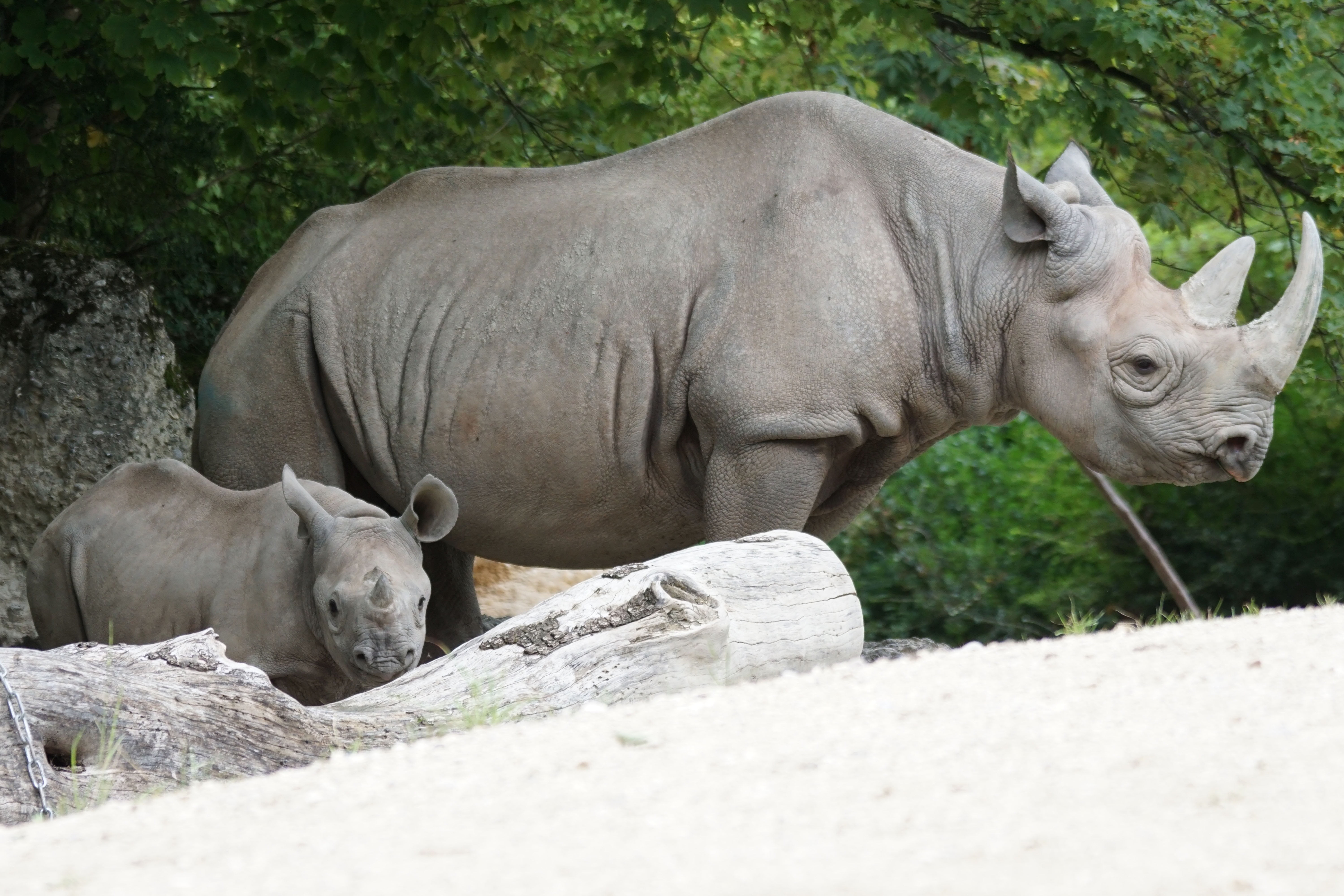 rhinoceros, young, domestic animals, zoo, pets, plant, horned, animals in the wild, two, daytime, gray, herbivorous, nature, vertebrate, standing, animal, HD Wallpaper