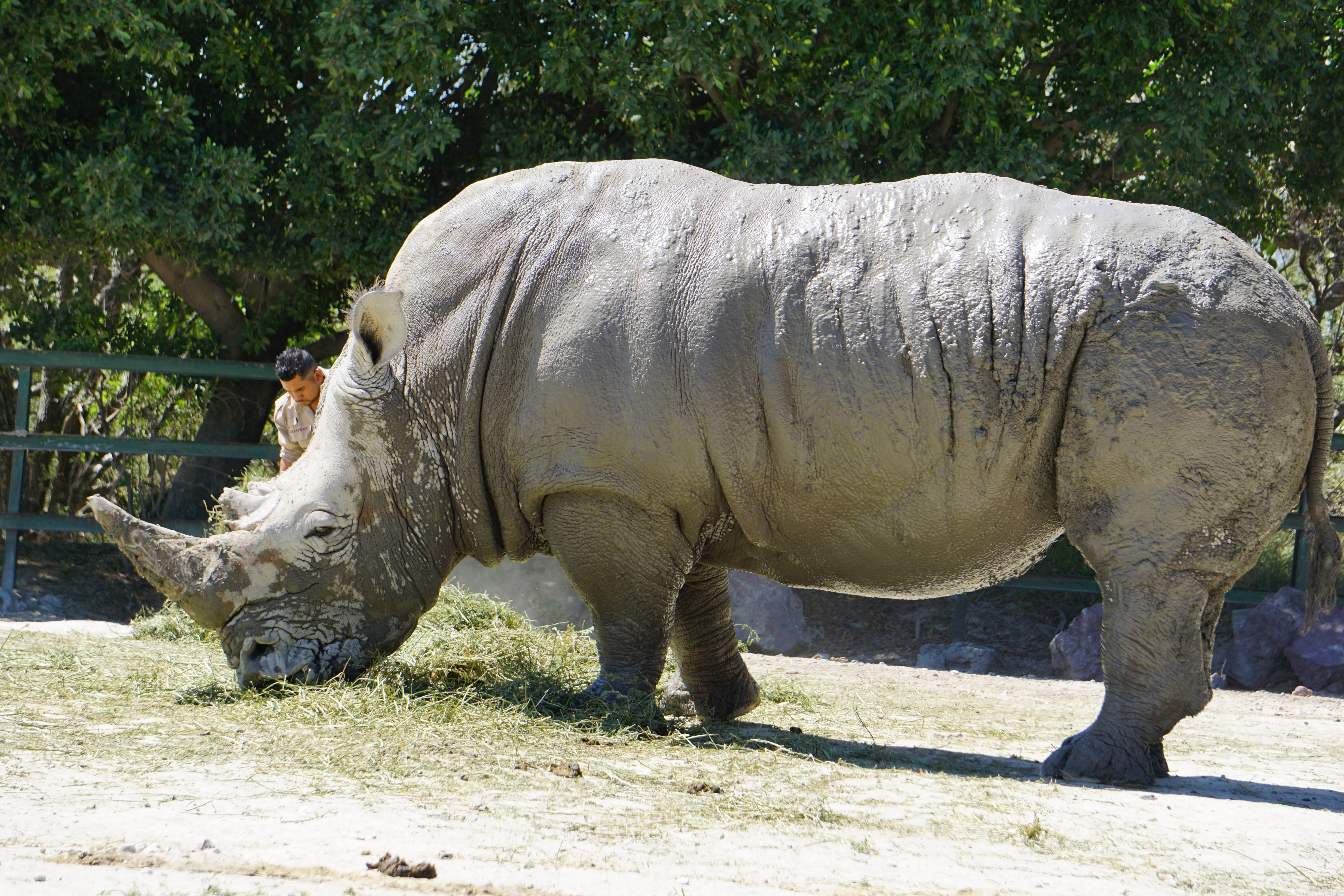plant, black rhino, one animal, shadow, placental mammals, zoo, horned, rhinos, no people, domestic animals, 5K, day, nature, safari, horn, field, sunlight, HD Wallpaper