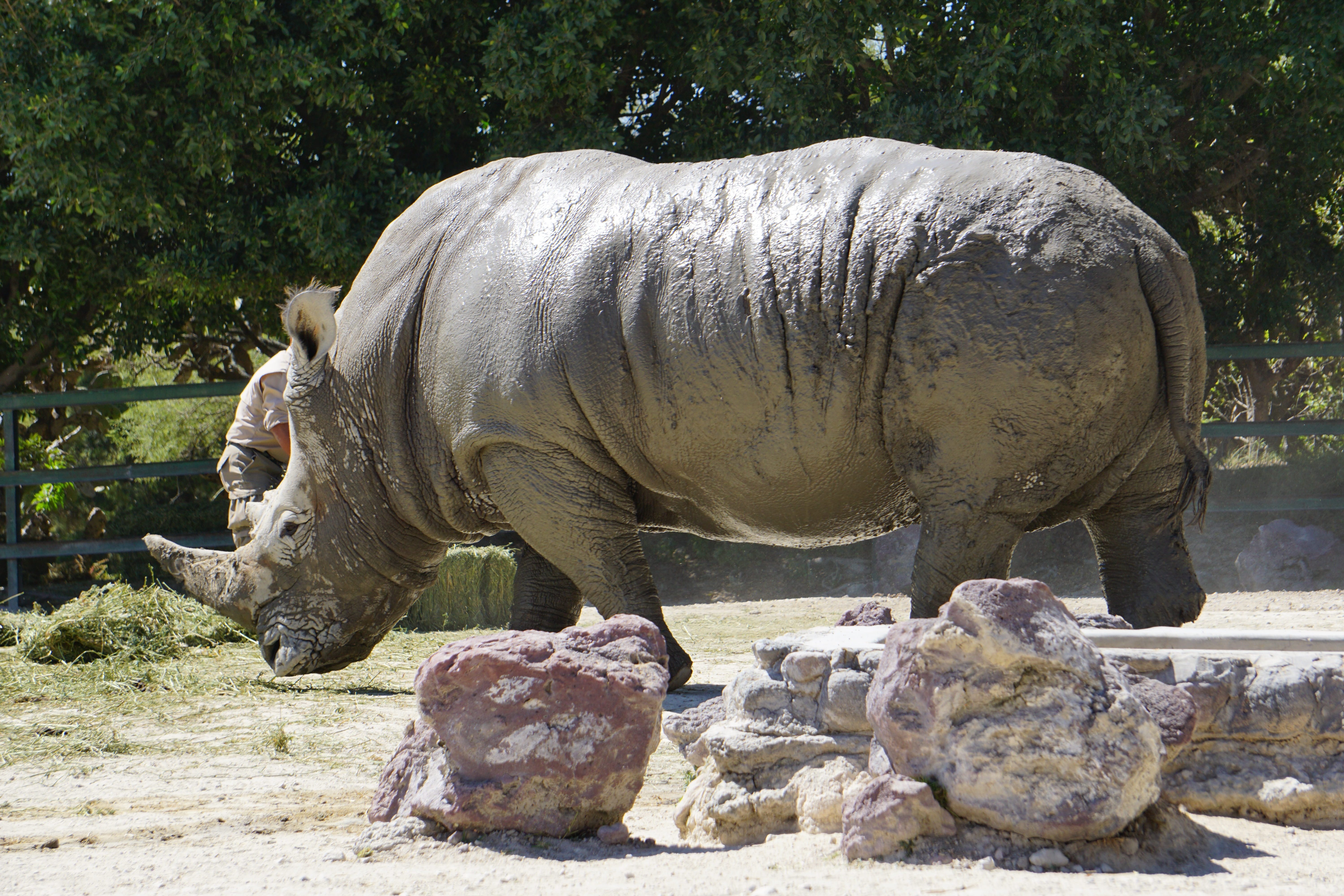 rhino, horn, black rhino, sunlight, safari, one animal, africa, plant, placental mammals, rhinos, rock - object, tree, mammal, outdoors, animal themes, HD Wallpaper
