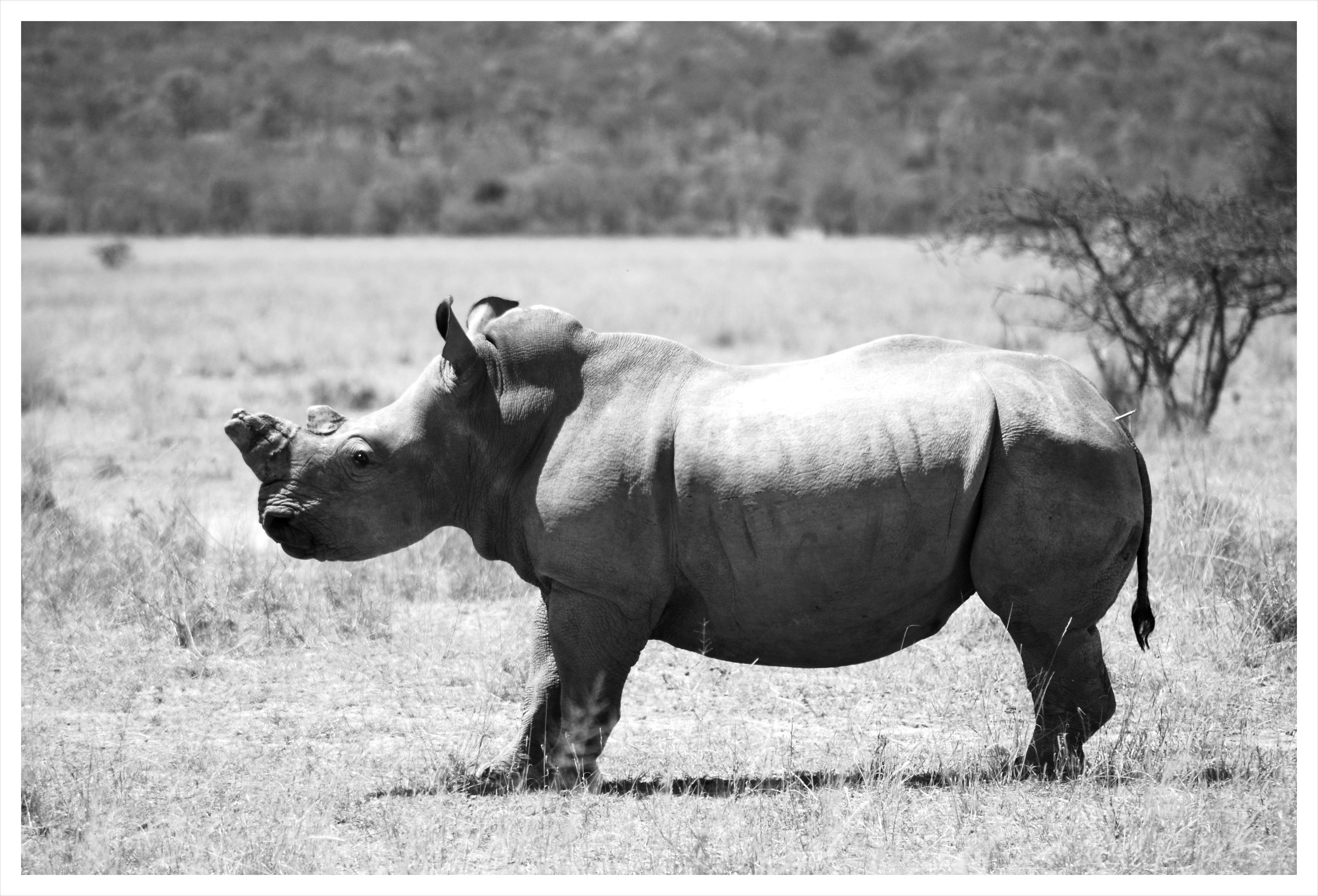 grass, Alone, black, Desert, monochrome, white, 4K, Rhino, HD Wallpaper