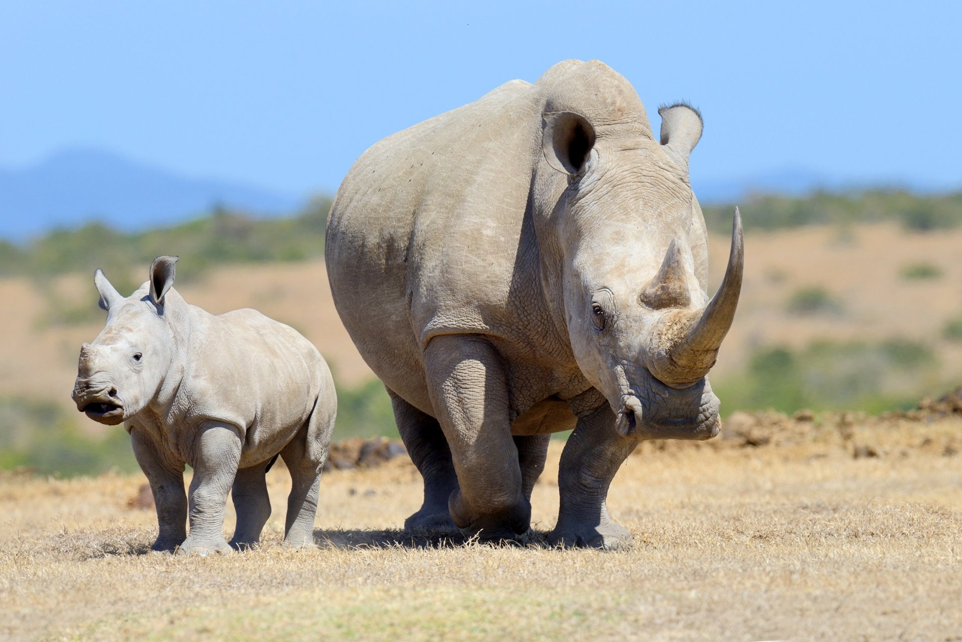 Animal, Wildlife, Baby Animal, 1080P, Rhino, HD Wallpaper