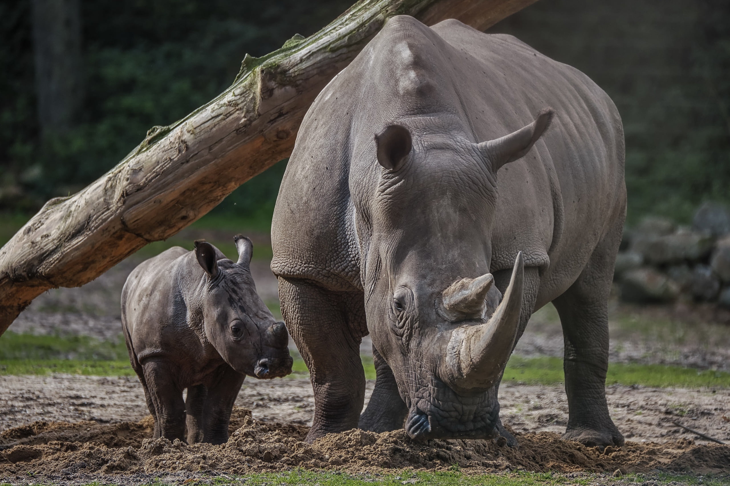 animals, 2K, rhino, mammals, baby animals, HD Wallpaper