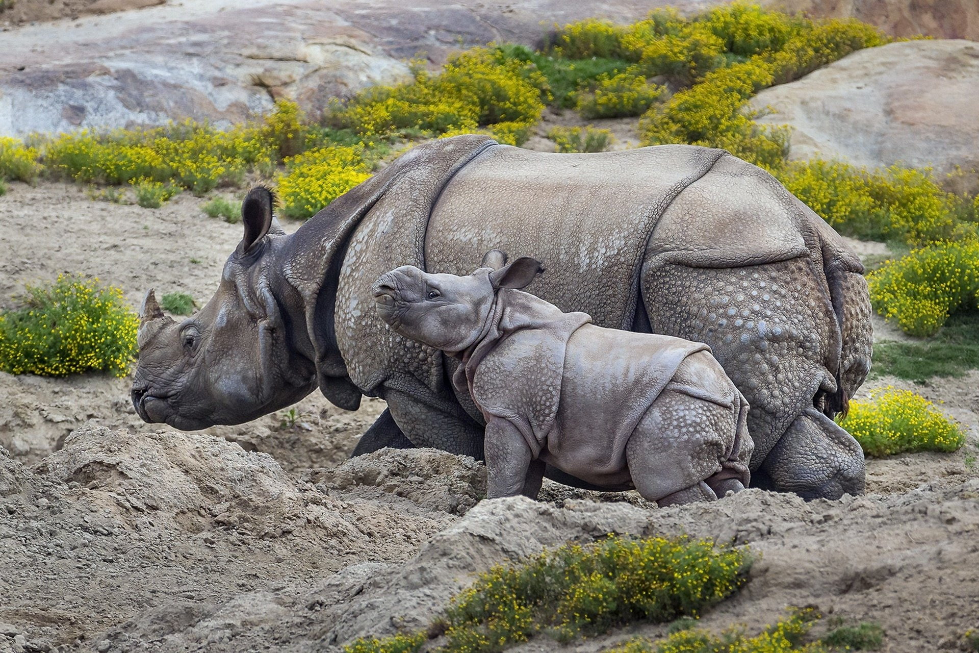 animal wildlife, nature, field, rock - object, Baby Animal, rock, two animals, Animal, outdoors, Wildlife, group of animals, solid, vertebrate, no people, HD Wallpaper