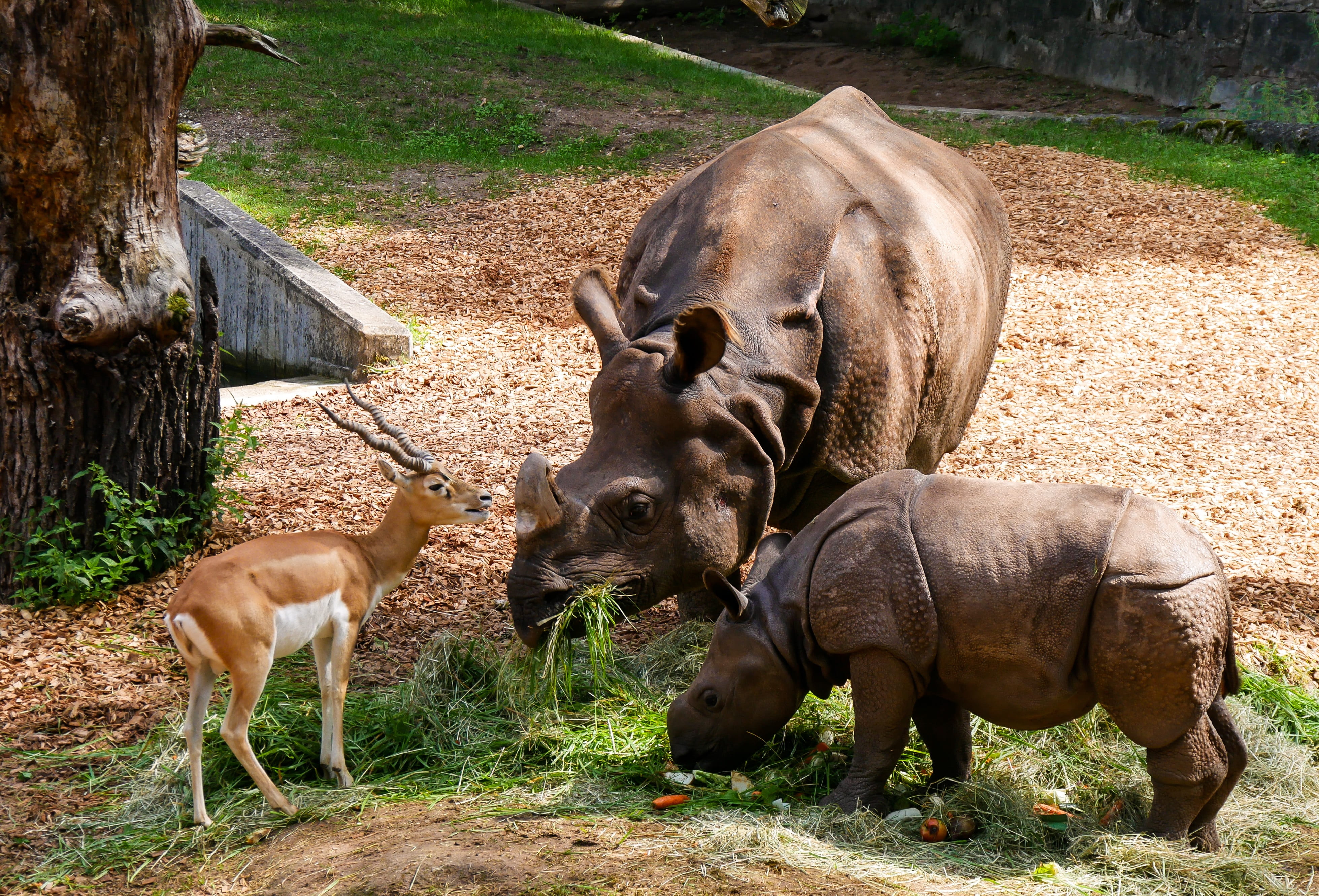 4K, animal themes, young rhino, animal wildlife, plant, field, tiergarten nürnberg, feeding, antelope, rhino baby, mammal, beside, horns, sunlight, tree, HD Wallpaper