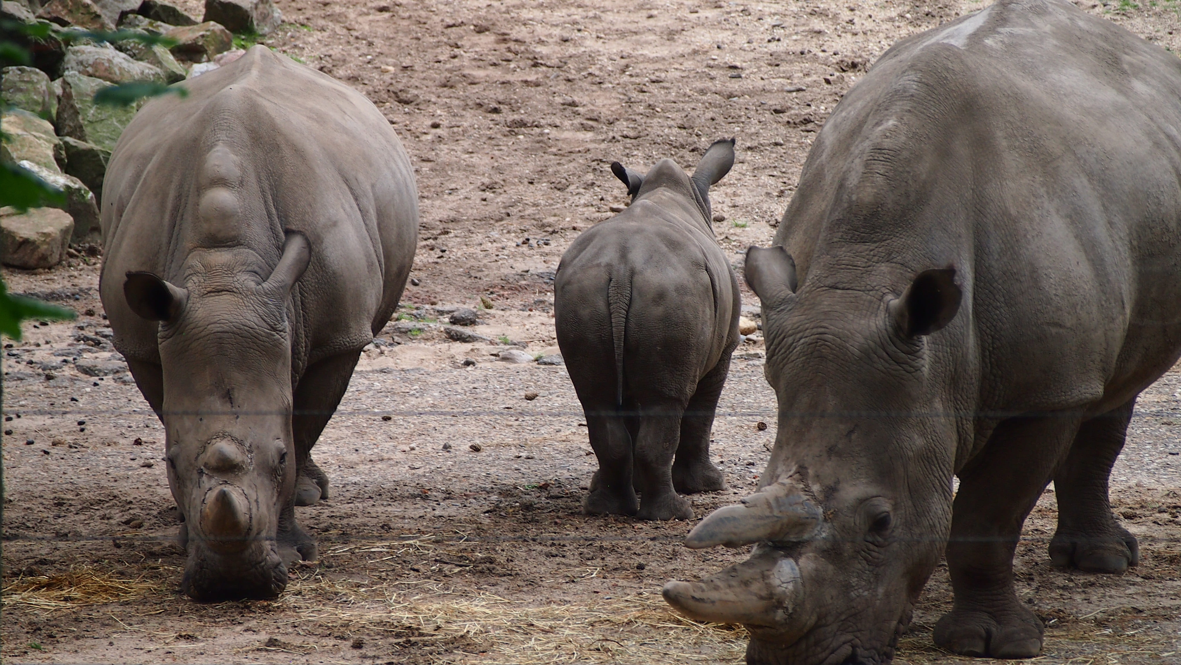 mammal, vertebrate, 4K, rhino young, rhinoceros, landscape, young animal, group of animals, herd, field, domestic animals, animals in the wild, steppe, HD Wallpaper