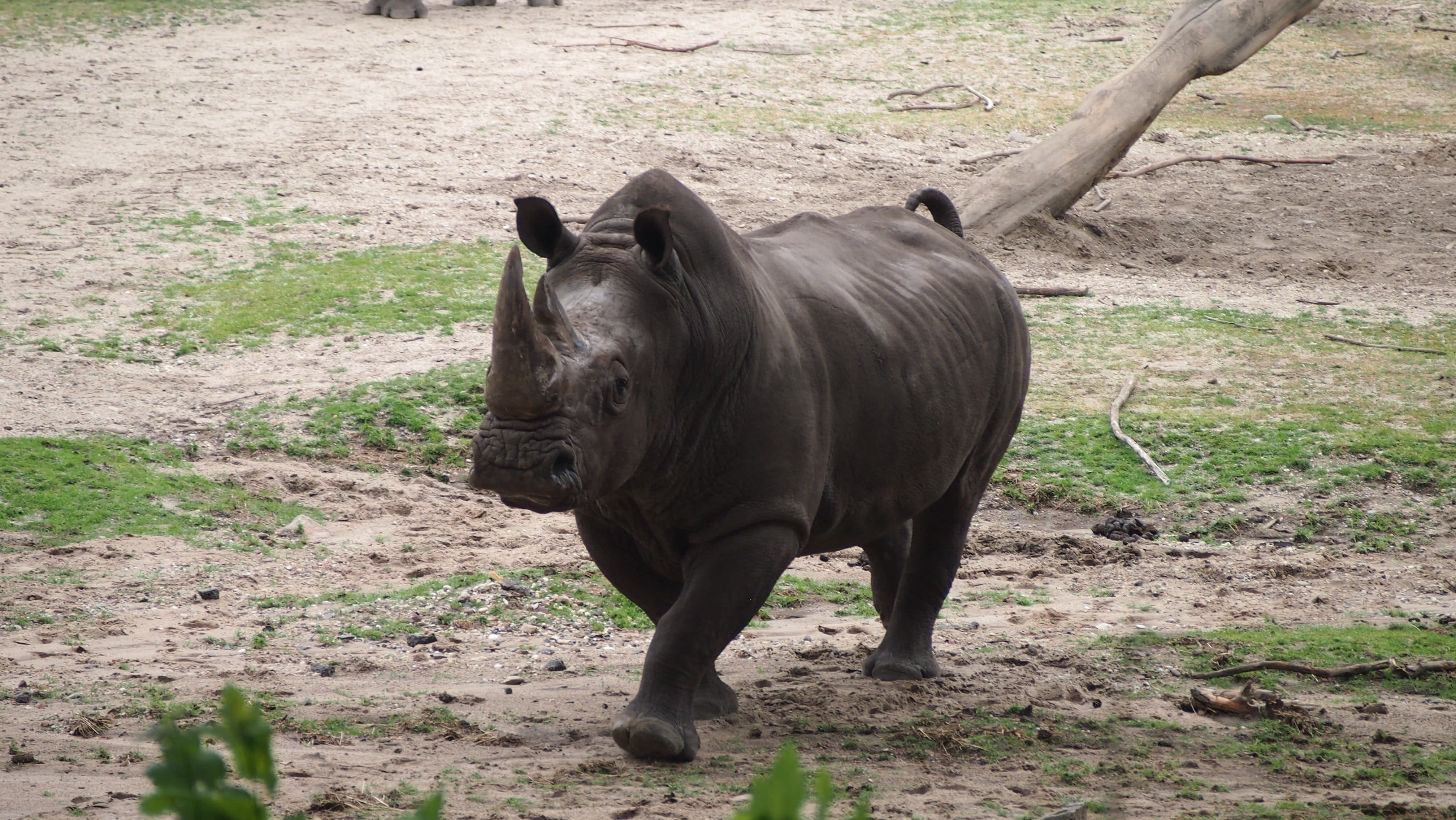 national park, land, livestock, steppe, animal themes, one animal, big game, mammal, rhino, outdoors, standing, animal, animals in the wild, herbivorous, HD Wallpaper