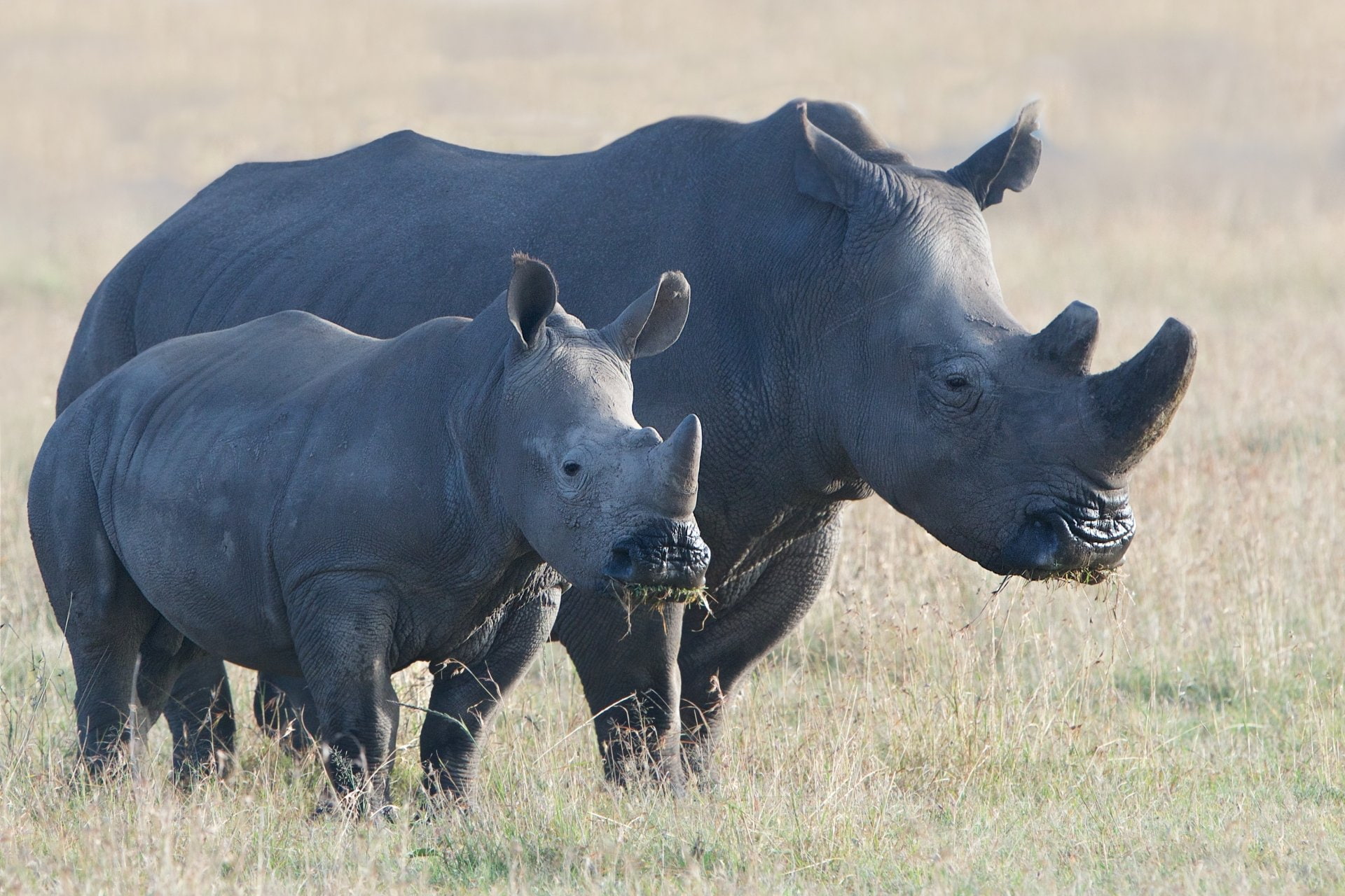 Wildlife, Rhino, Baby Animal, Animal, 1080P, HD Wallpaper