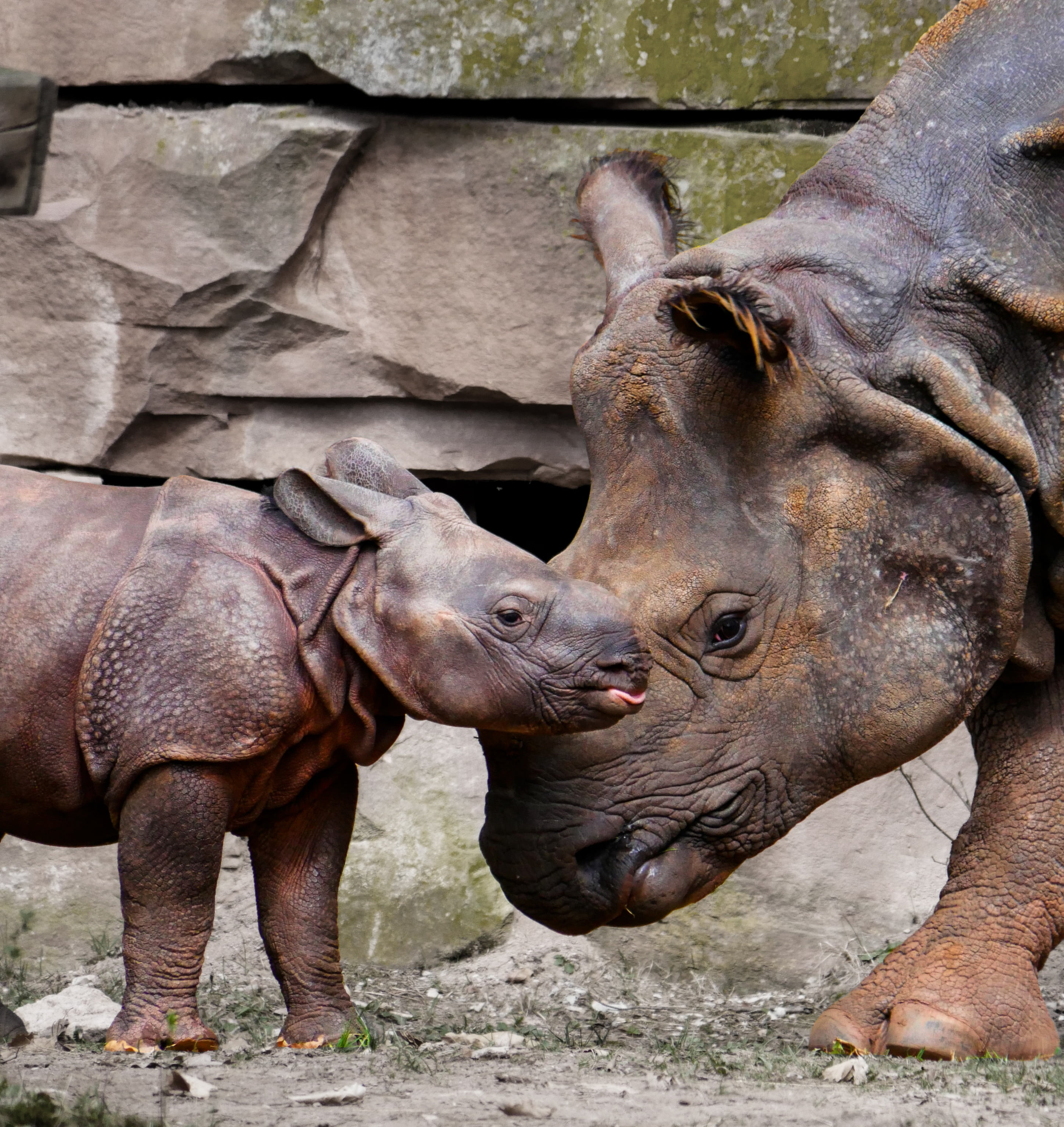 togetherness, no people, land, adult, mouth open, animal themes, panzer, animal, mammal, safari animals, baby, close-up, nature, animals in the wild, child, Phone HD Wallpaper