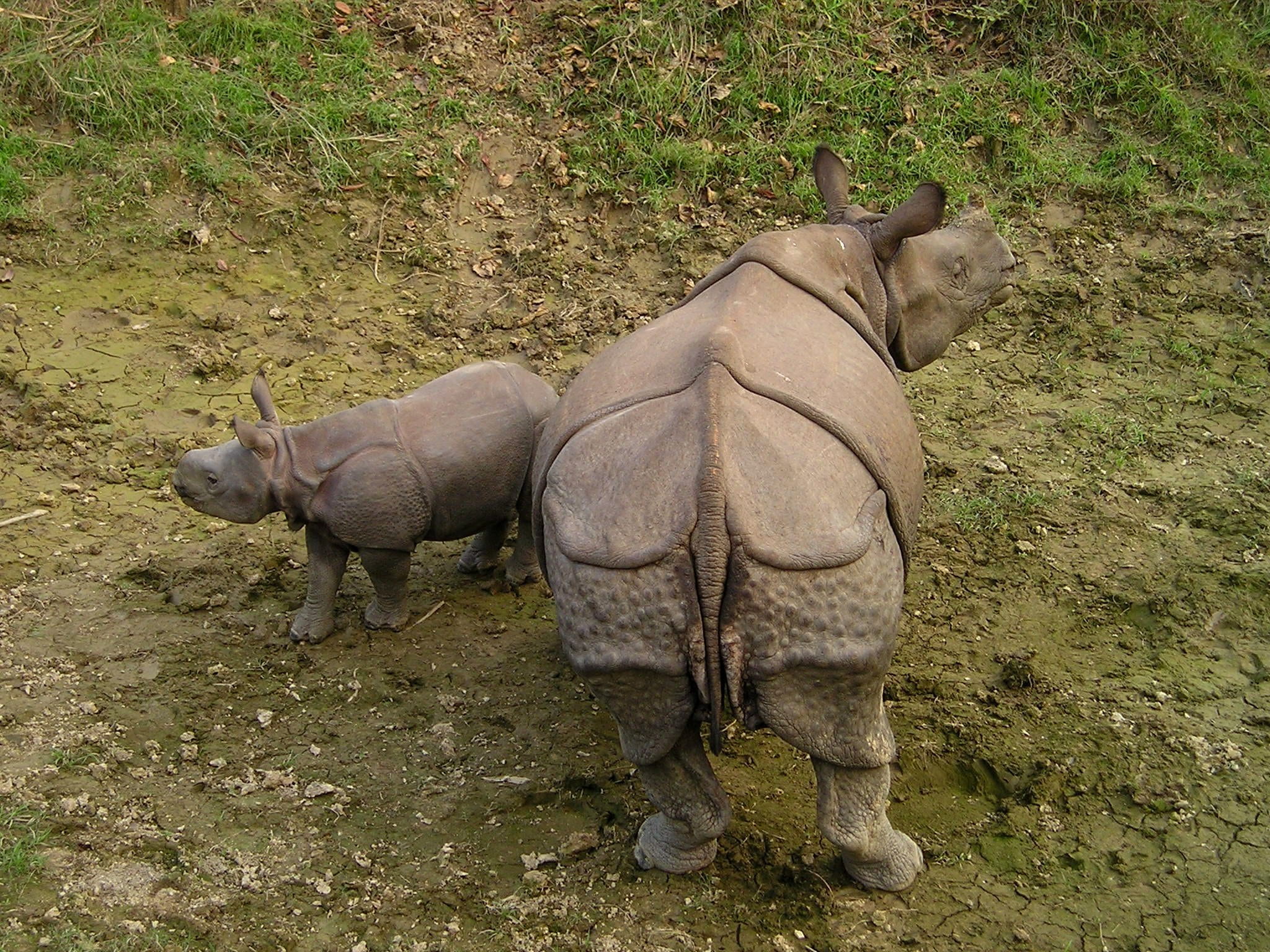 grass, outdoors, rhino, two animals, vertebrate, domestic animals, animal wildlife, rhinoceros, 1080P, animals in the wild, nepal, national park, chitwan, HD Wallpaper