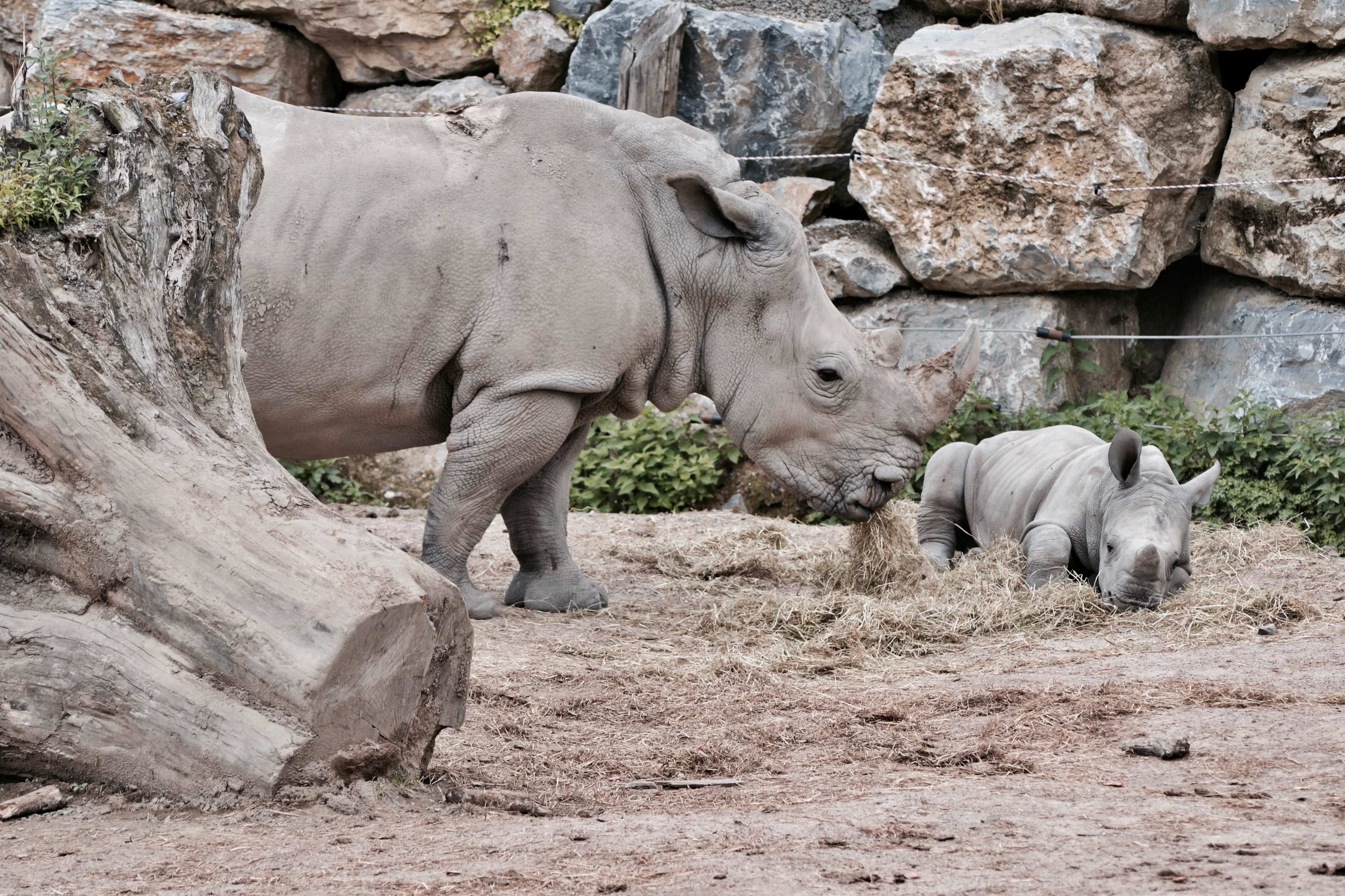 three animals, dirt, day, zoo, no people, animal themes, mammal, straw, rock - object, log, rhinoceros, vertebrate, sleepy, rock, solid, wild, wildlife, HD Wallpaper