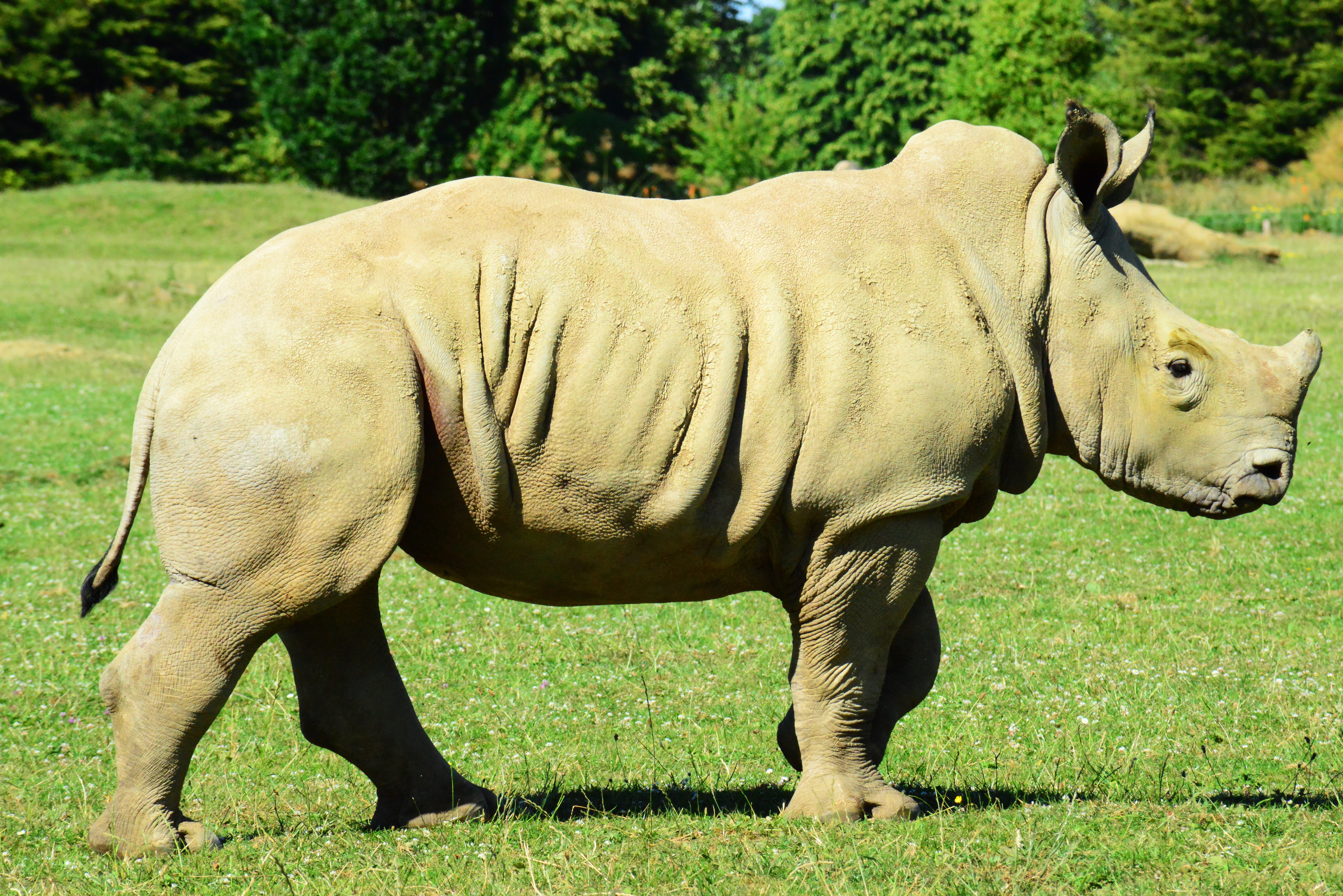 livestock, muddy rhino, herbivorous, plant, close-up, land, one animal, animals in the wild, animal wildlife, no people, africa, wild, nature, young, field, HD Wallpaper