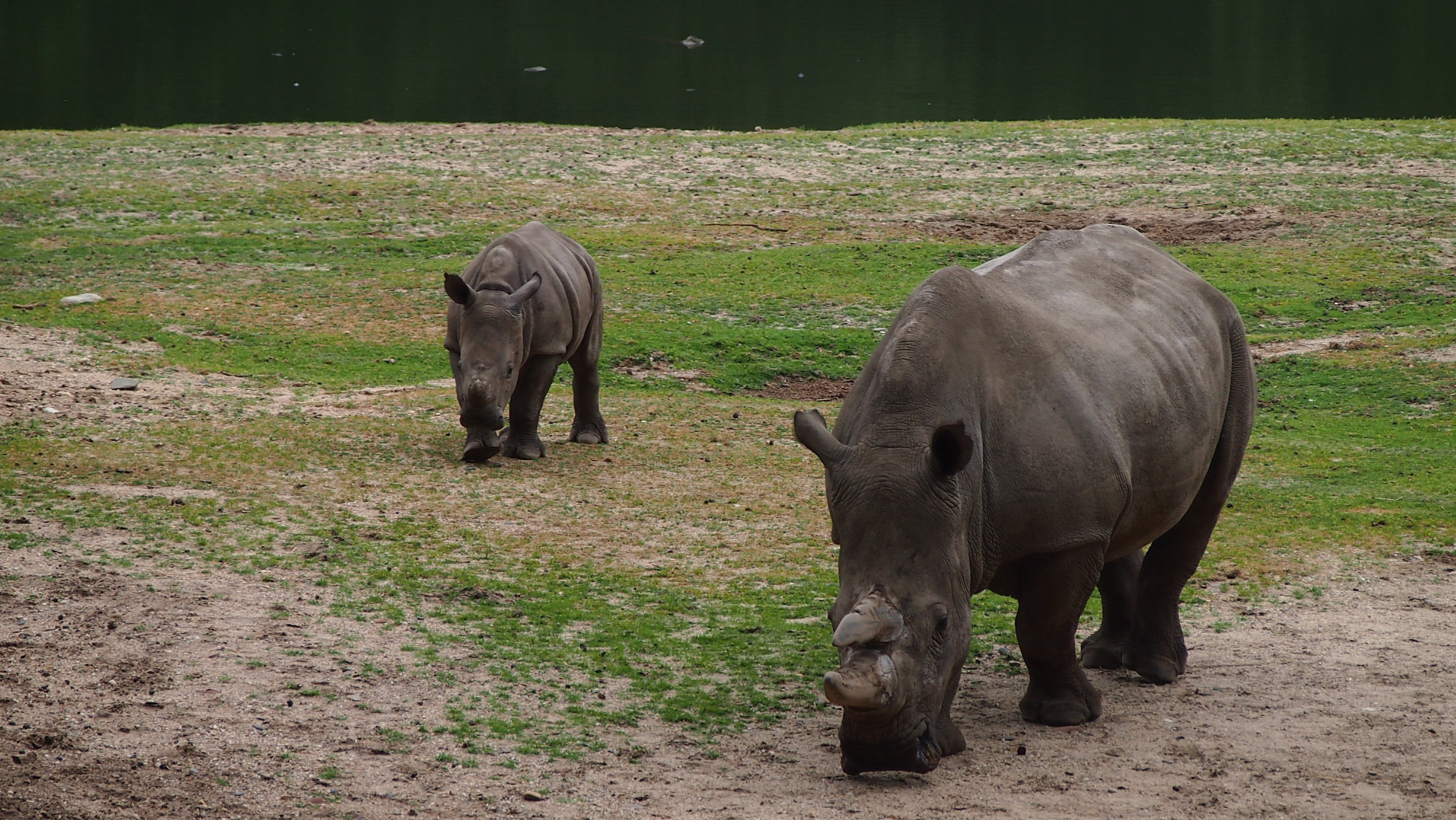 land, animal wildlife, group of animals, rhino baby, vertebrate, herbivorous, safari, animal, steppe, outdoors, landscape, animal themes, national park, HD Wallpaper