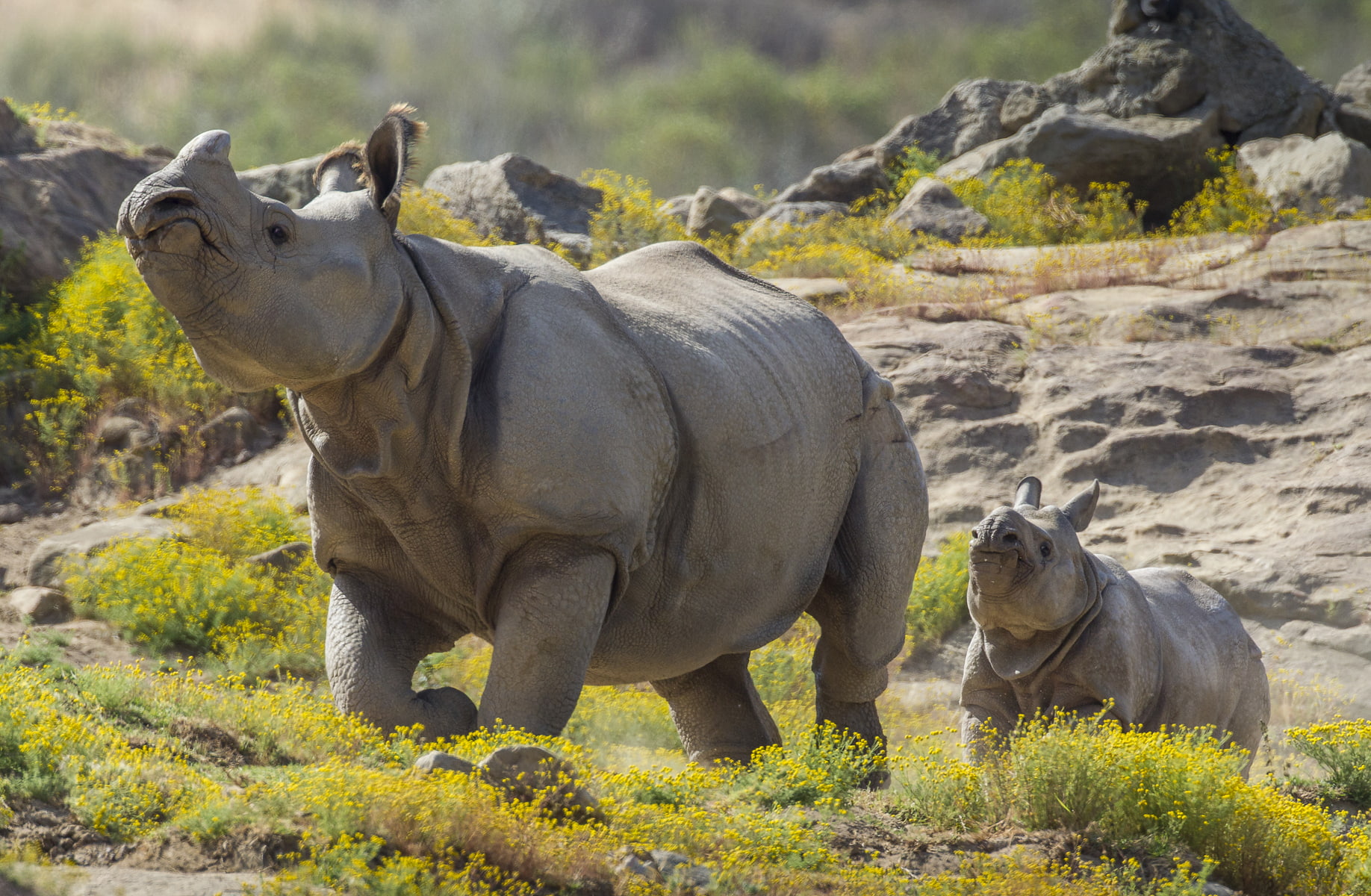 animal themes, vertebrate, rock, group of animals, solid, Rhino, animal, Calf, land, rock - object, focus on foreground, outdoors, 720P, plant, mammal, HD Wallpaper