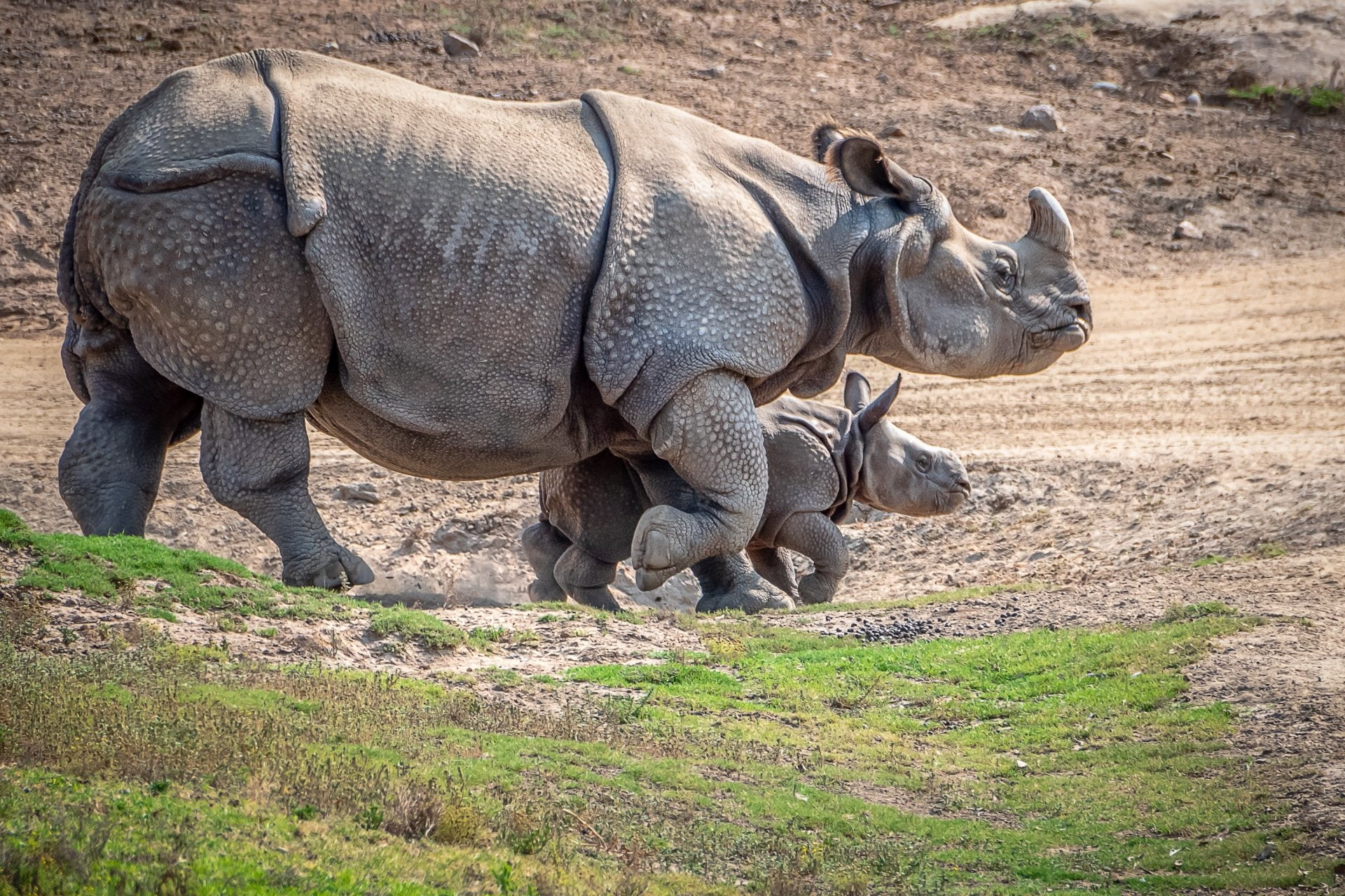 Animal, Wildlife, Baby Animal, Rhino, 1080P, HD Wallpaper