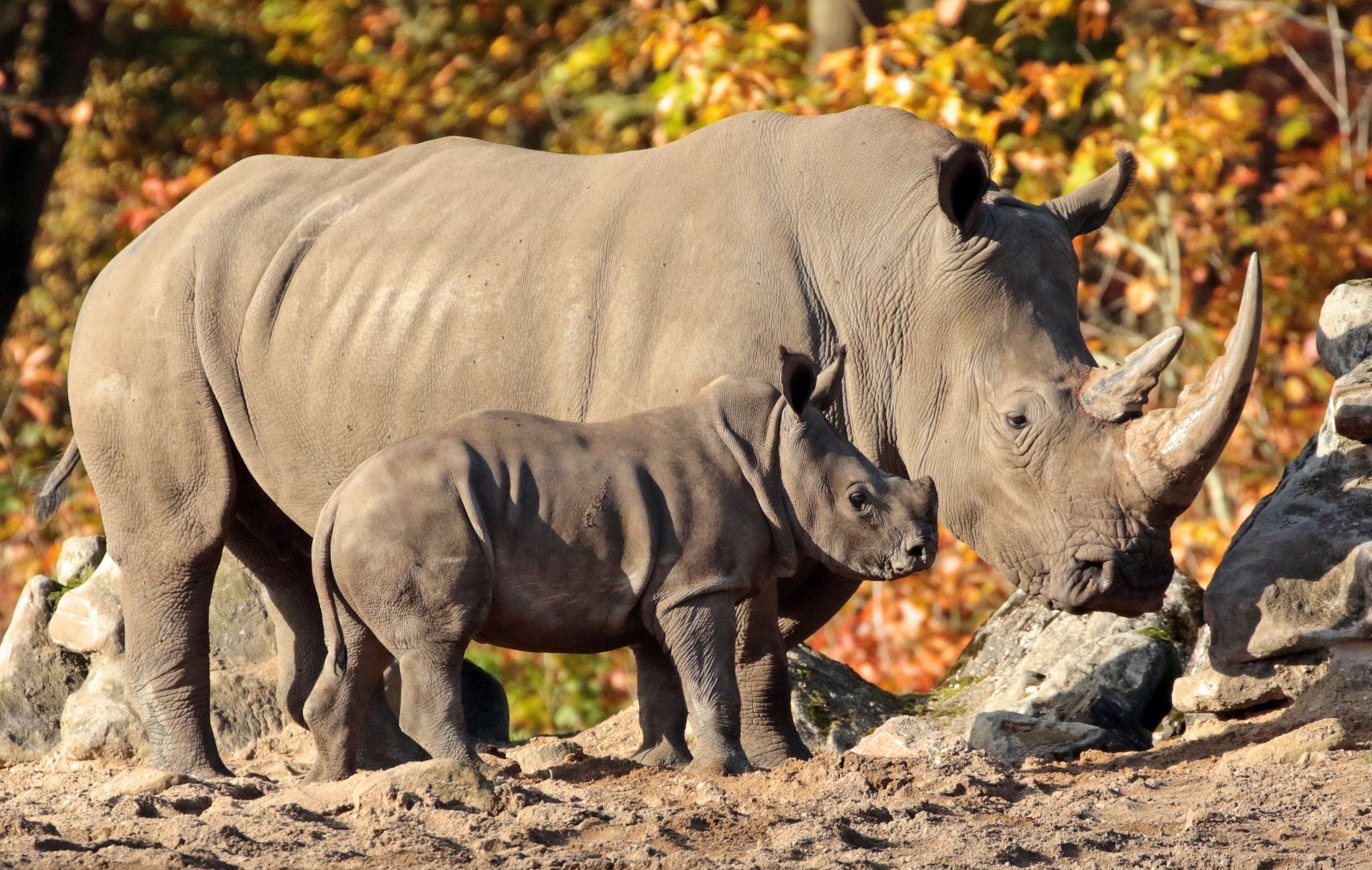 Wildlife, Baby Animal, 1080P, Animal, Rhino, HD Wallpaper