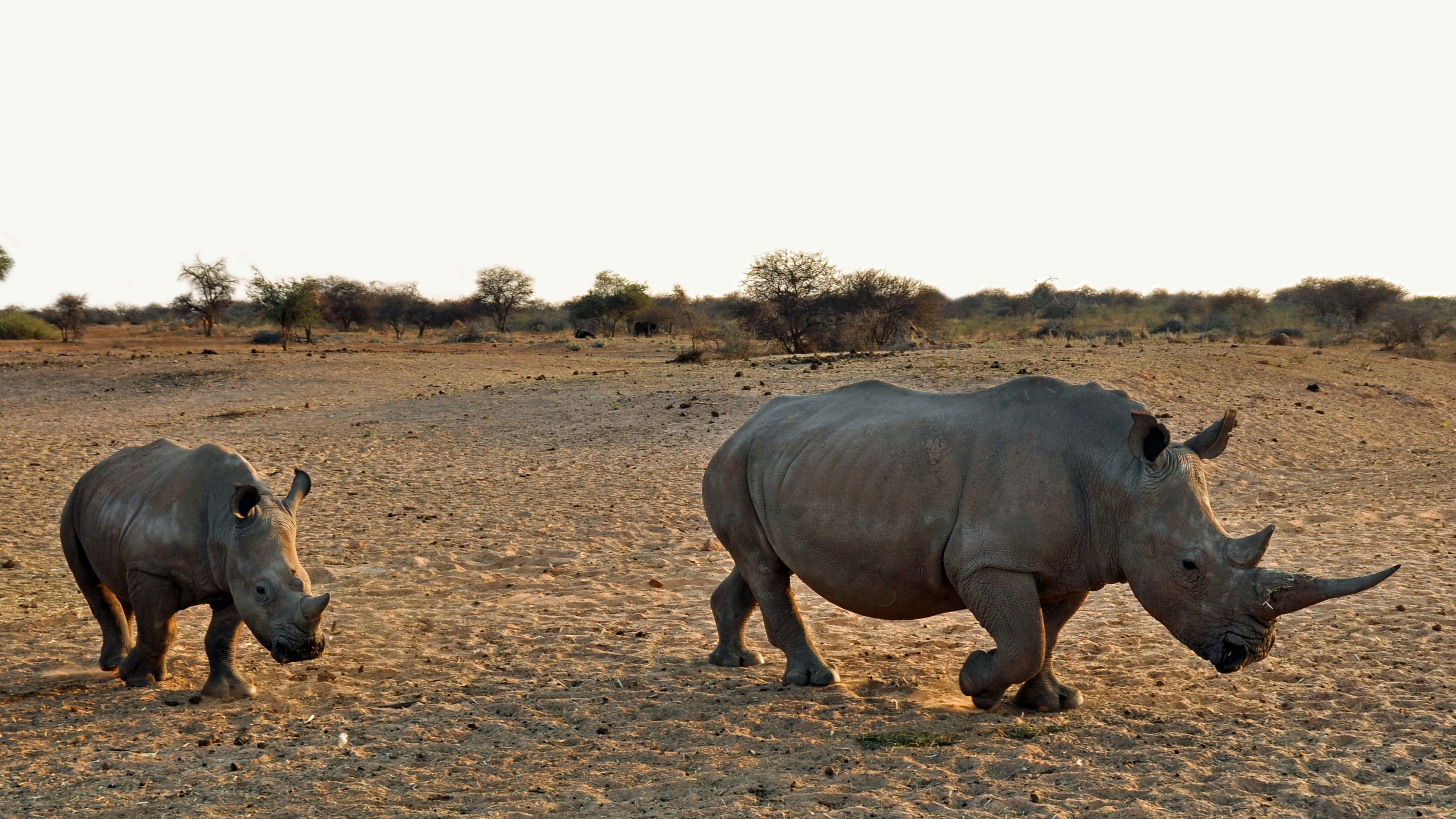 day, rhinoceros, animal wildlife, 2K, rhinos, big game, safari, animal themes, animals in the wild, africa, mammal, rhino, no people, full length, namibia, HD Wallpaper