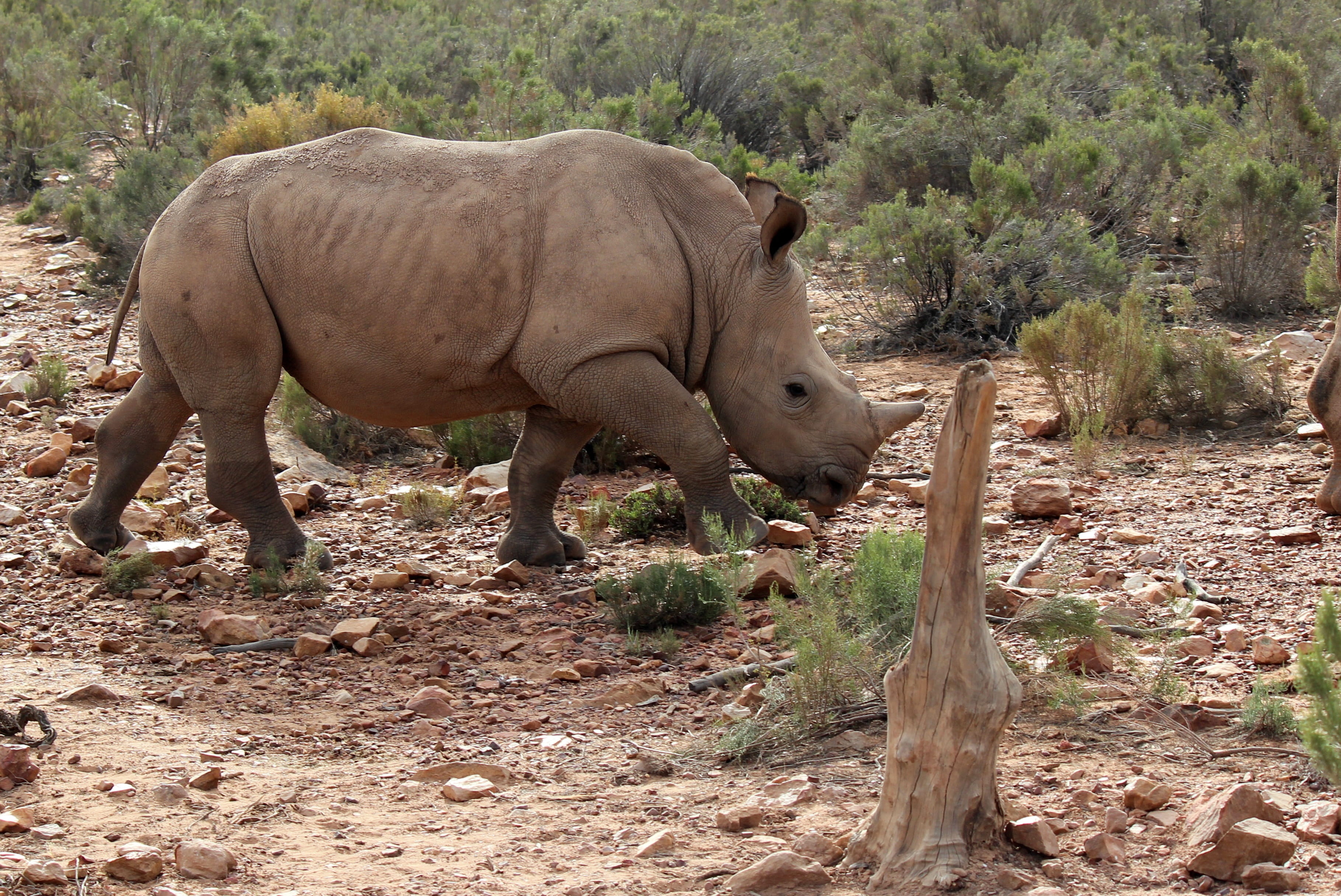 vertebrate, wild animals, 2K, plant, Aquila, rhinoceros, nature, one animal, South Africa, young animal, animals in the wild, animal themes, livestock, HD Wallpaper