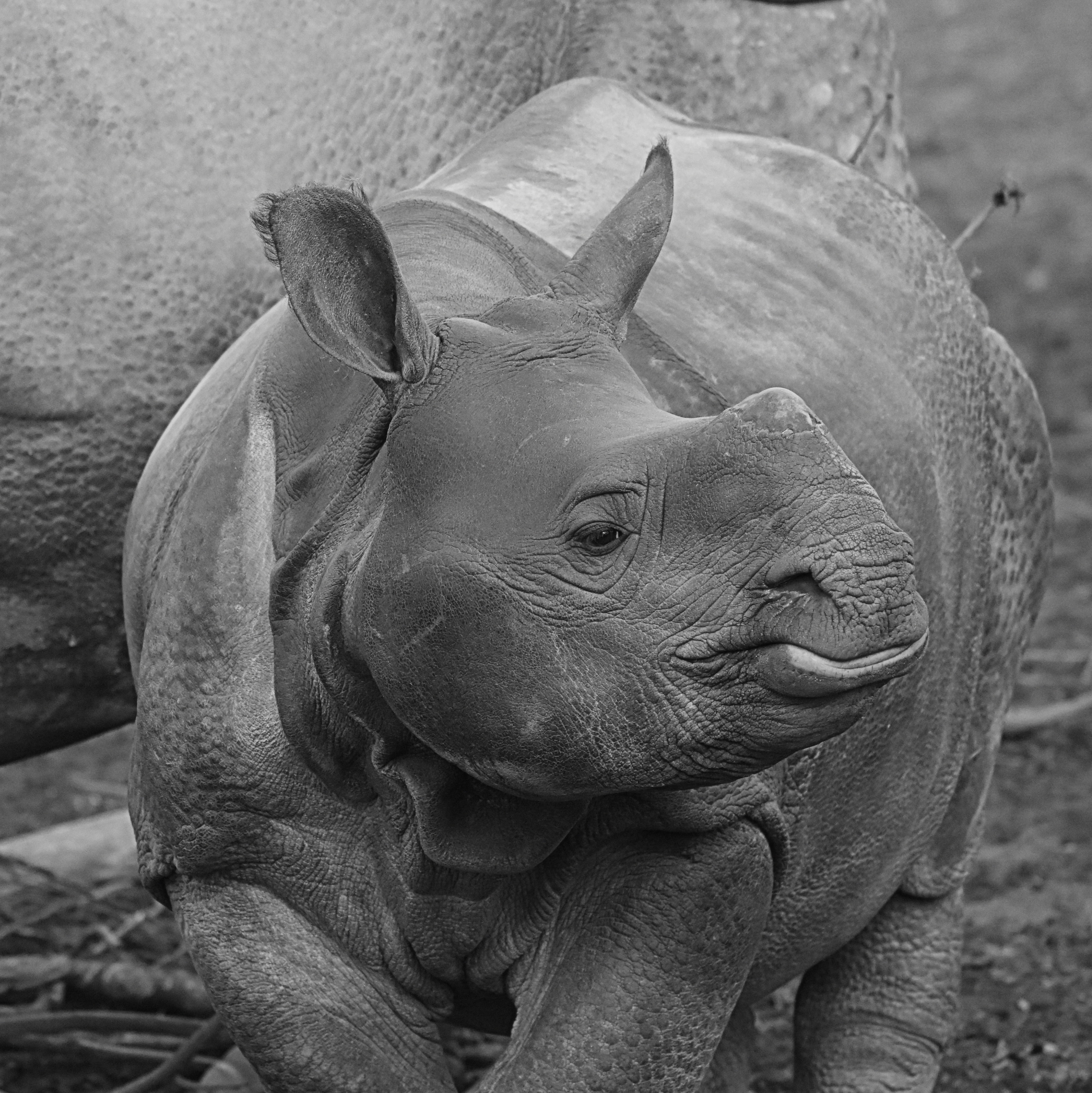 one animal, baby rhinoceros, field, animal wildlife, day, rhino, calf, animal themes, mammal, focus on foreground, vertebrate, animals in the wild, nature, Phone HD Wallpaper