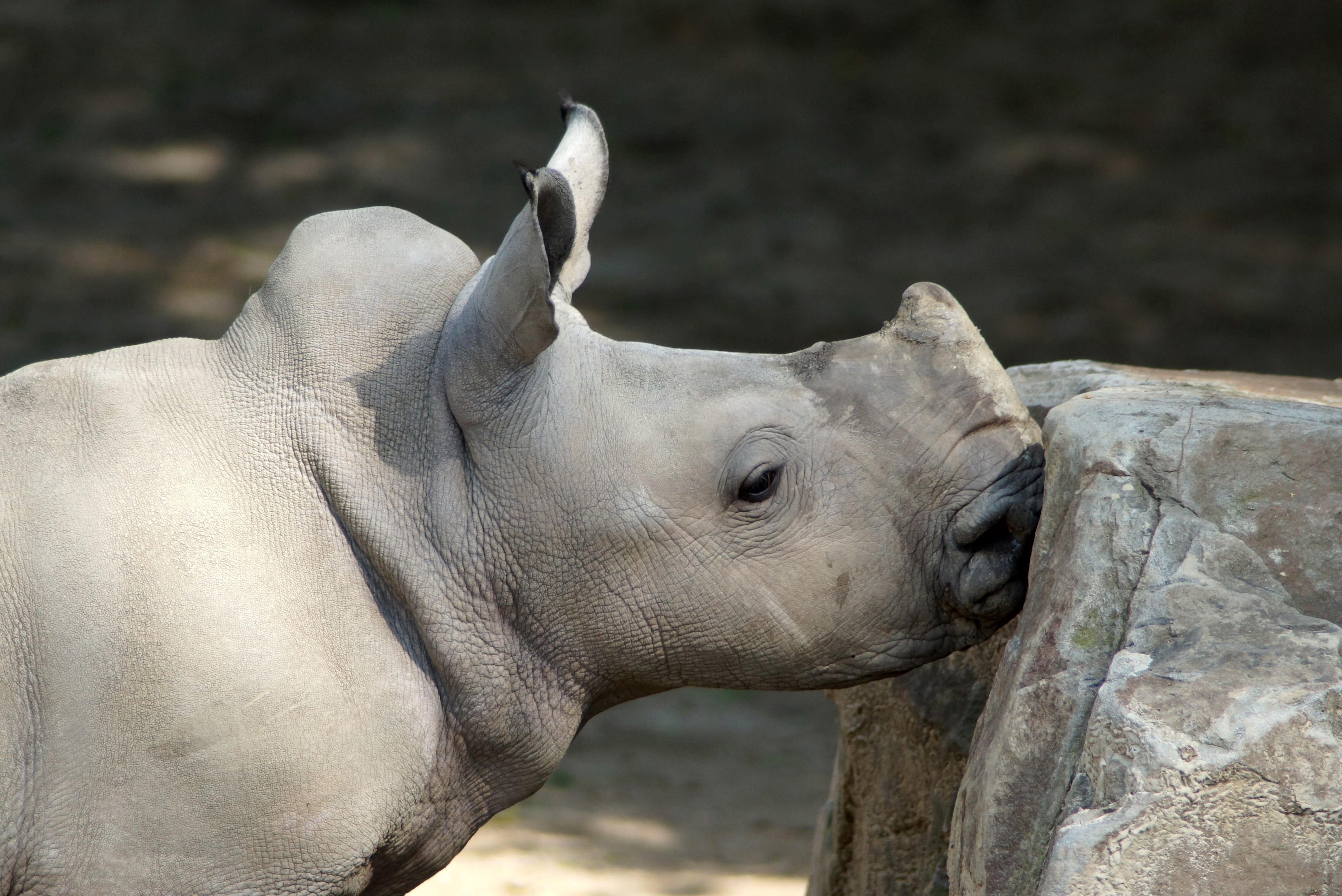 focus on foreground, perissodactyla, herbivorous, africa, baby rhino, animal, day, animal head, animal body part, side view, no people, animal wildlife, HD Wallpaper