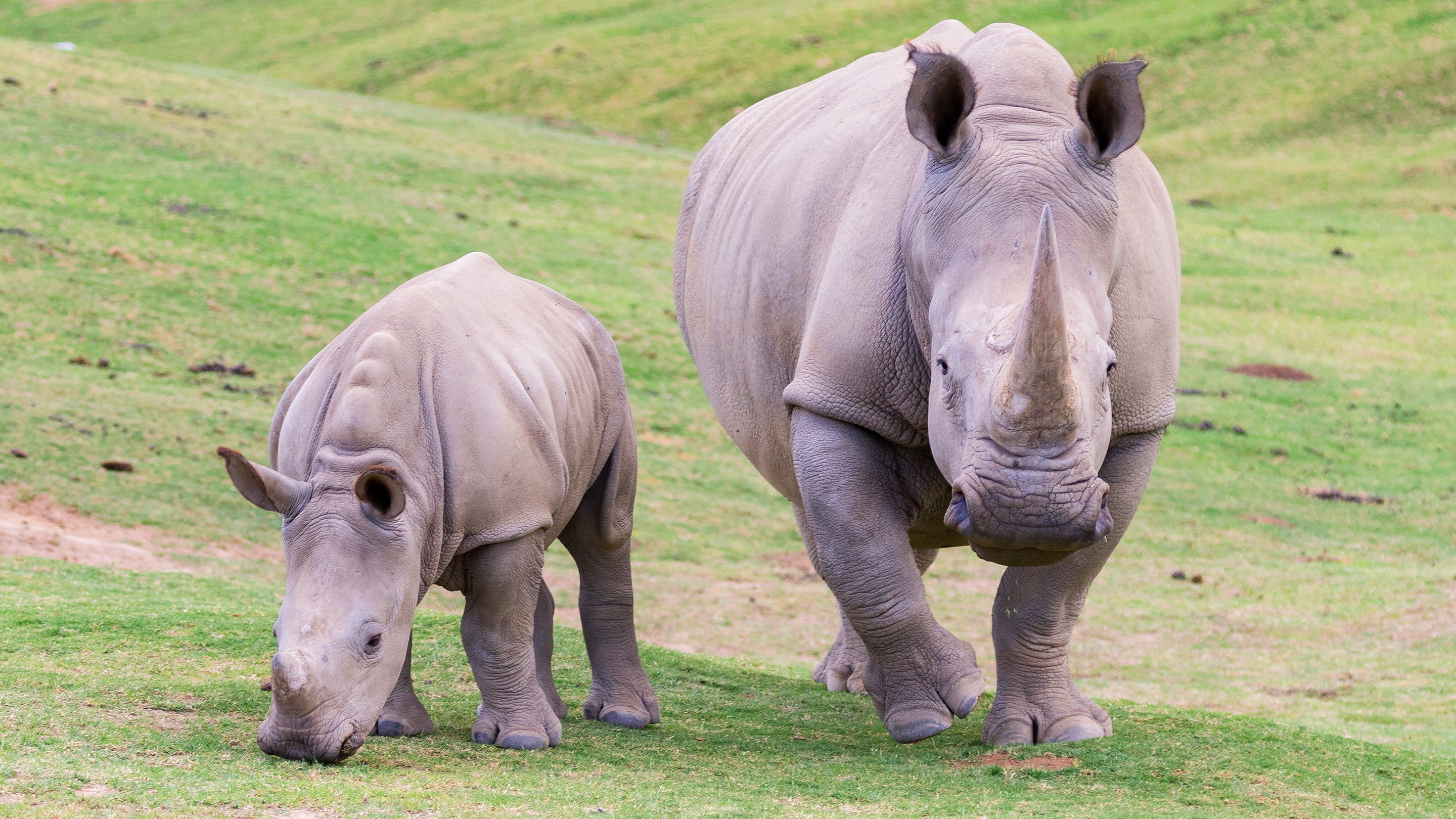 Rhino, Animal, 2K, Baby Animal, Wildlife, HD Wallpaper