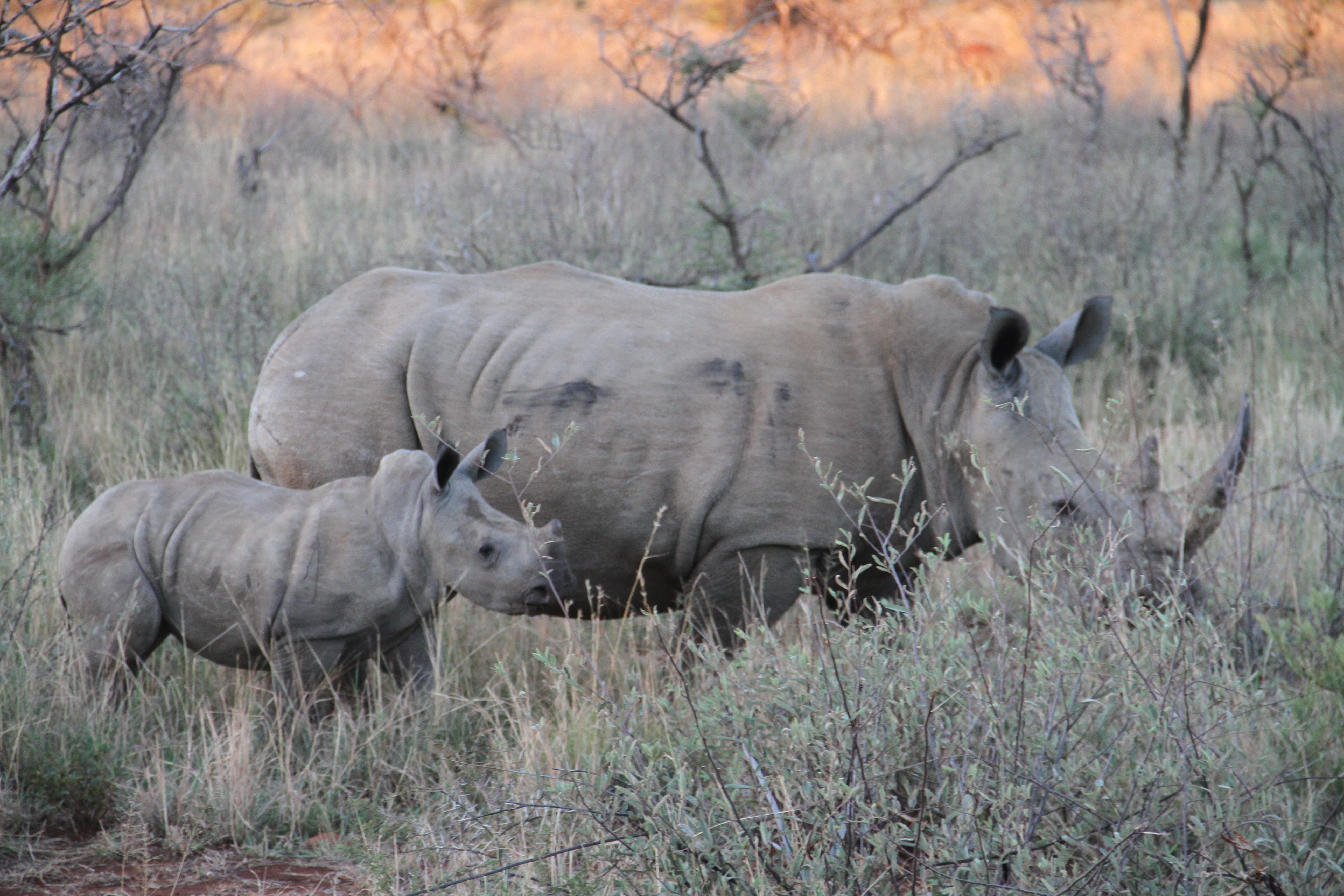 baby, nature, Pilanesberg, square-lipped, 5K, gray, vertebrate, herbivorous, wildlife, safari animals, domestic animals, grass, Endangered, south africa, HD Wallpaper