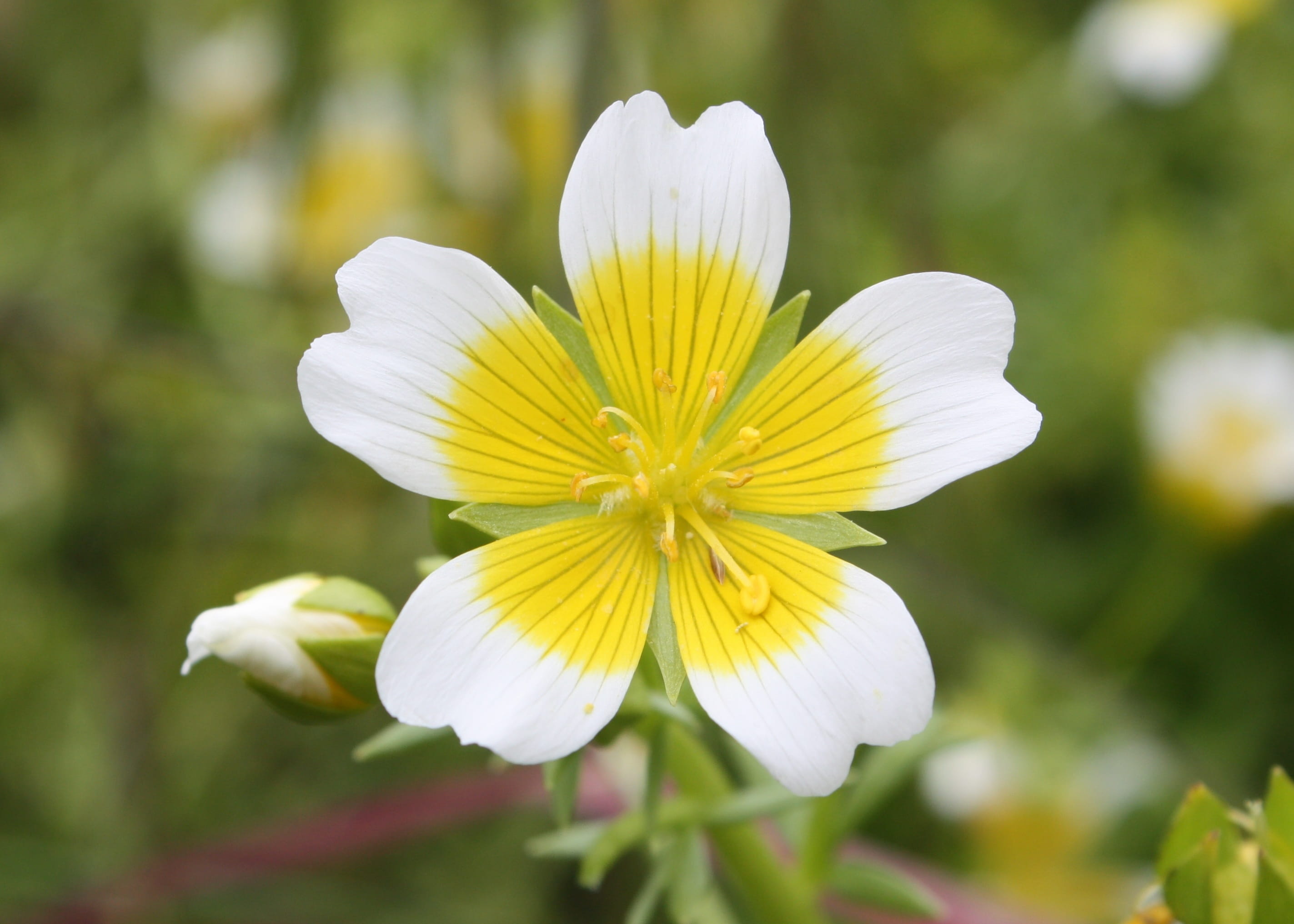 douglas meadowfoam, inflorescence, white color, season, limnanthes, pollen, yellow, vulnerability, white, douglasii, round, focus on foreground, 2K, springtime, HD Wallpaper