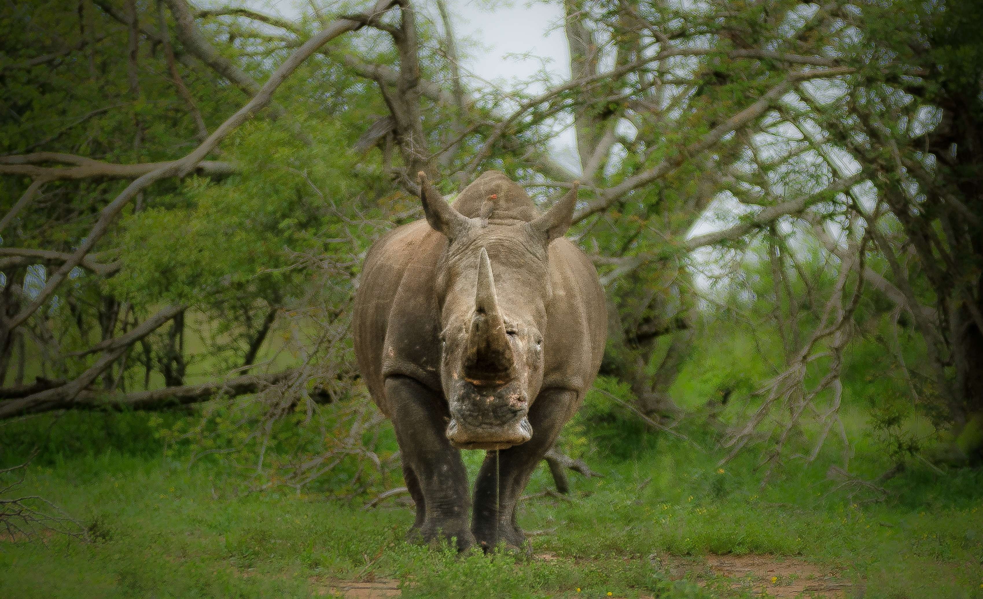 rhinoceros, outdoor, land, mammal, grass, nature, animal themes, vertebrate, animal wildlife, conservation, forest, plant, green color, gray, animal, green, HD Wallpaper