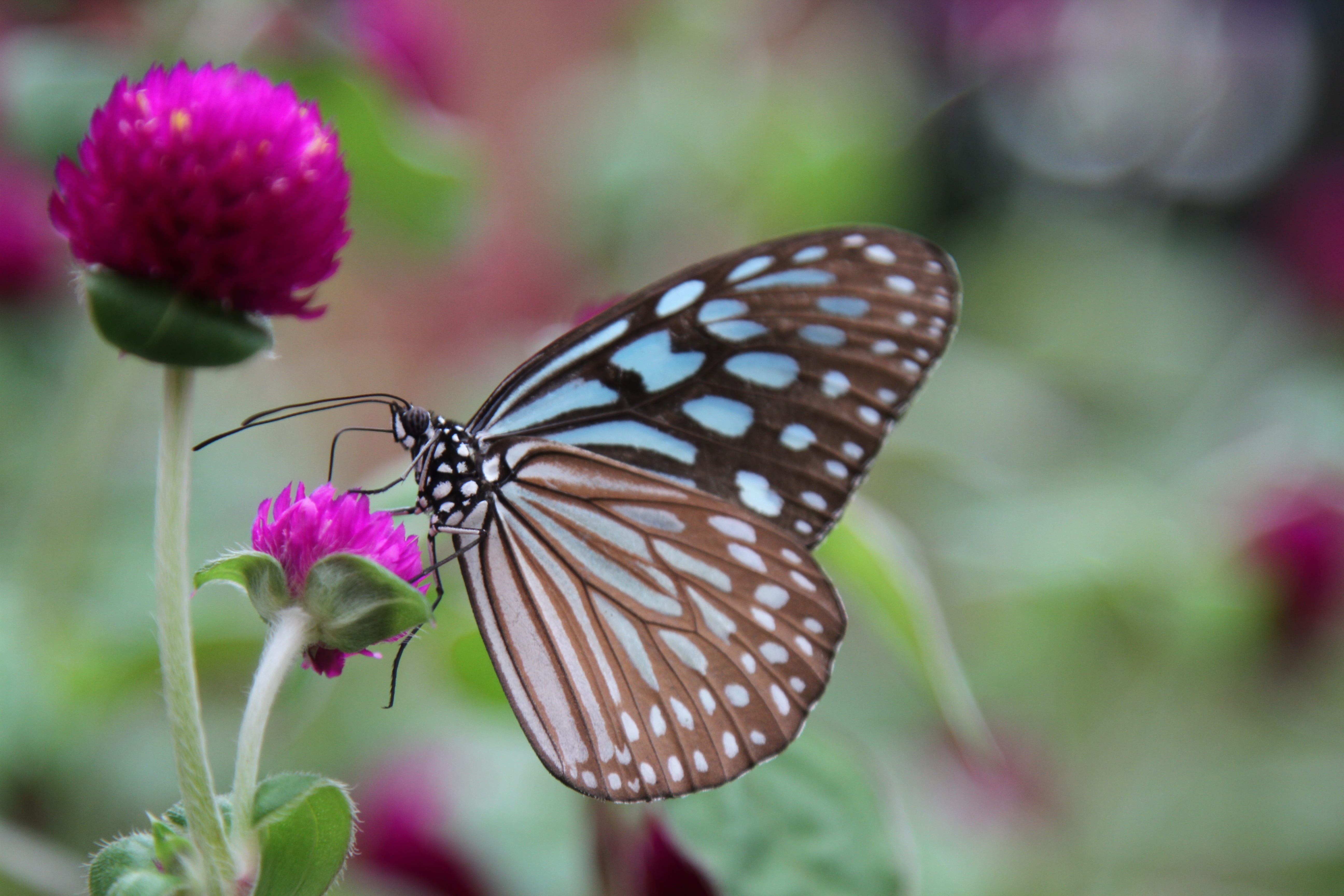 animals in the wild, freshness, flowering plant, flower head, no people, petal, animal, beauty in nature, nature, butterfly - insect, animal themes, vulnerability, HD Wallpaper