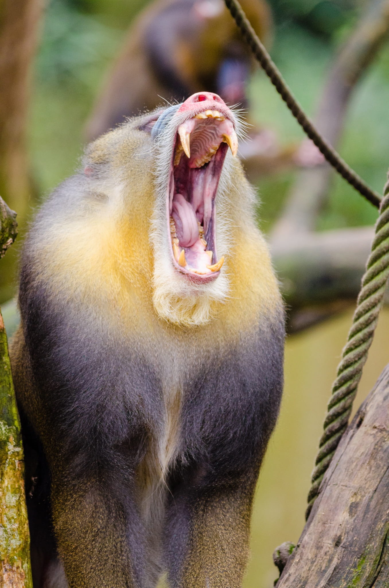 animal body part, trying to yawn, nature, brown, mammal, male, related to the baboon, the mandrill is threatened with extinction, focus on foreground, hairy, Phone HD Wallpaper