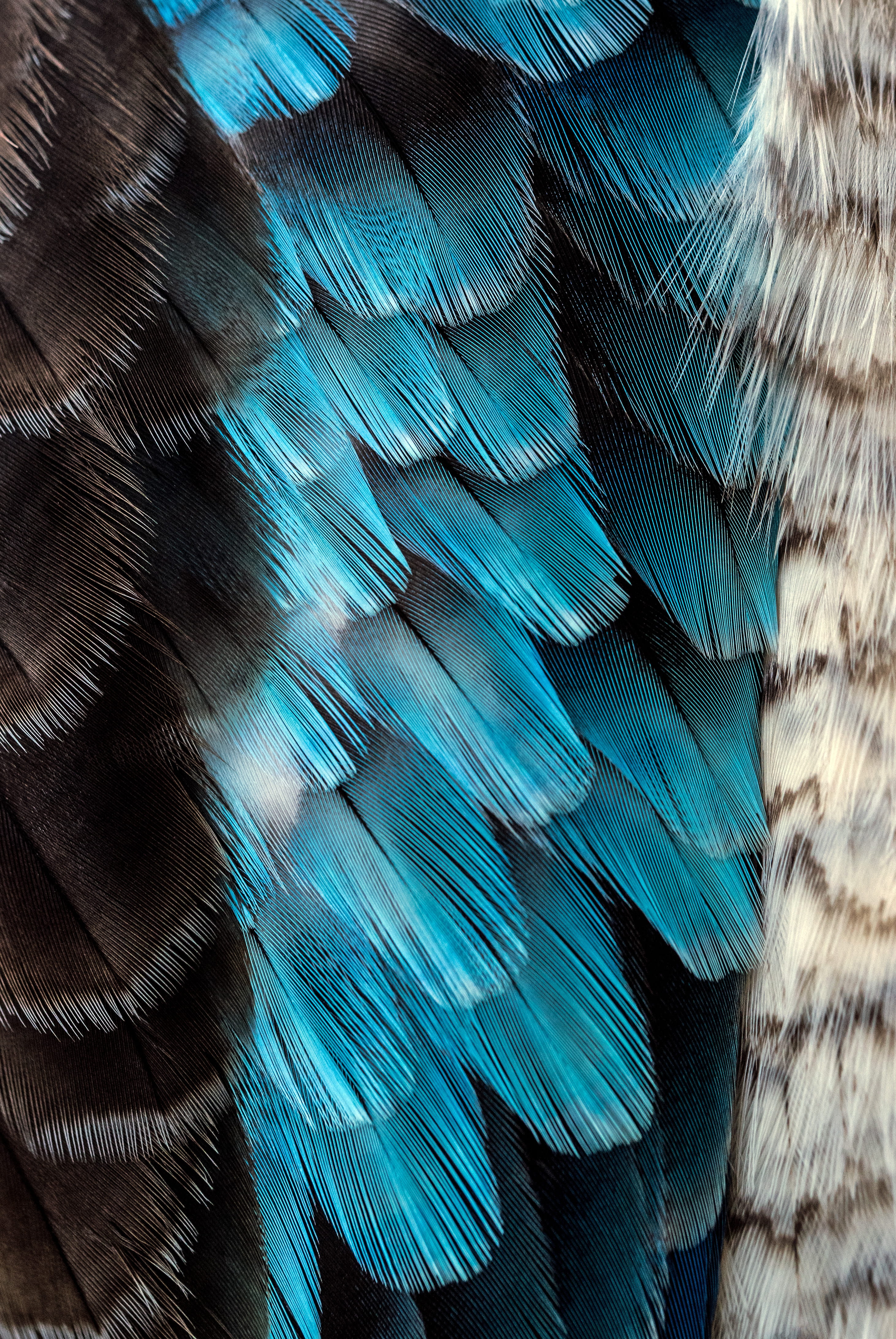 bird, australia, animal body part, blue feather, multi colored, australian bird, animal wildlife, plumage, black, one animal, no people, macro feather, Phone HD Wallpaper