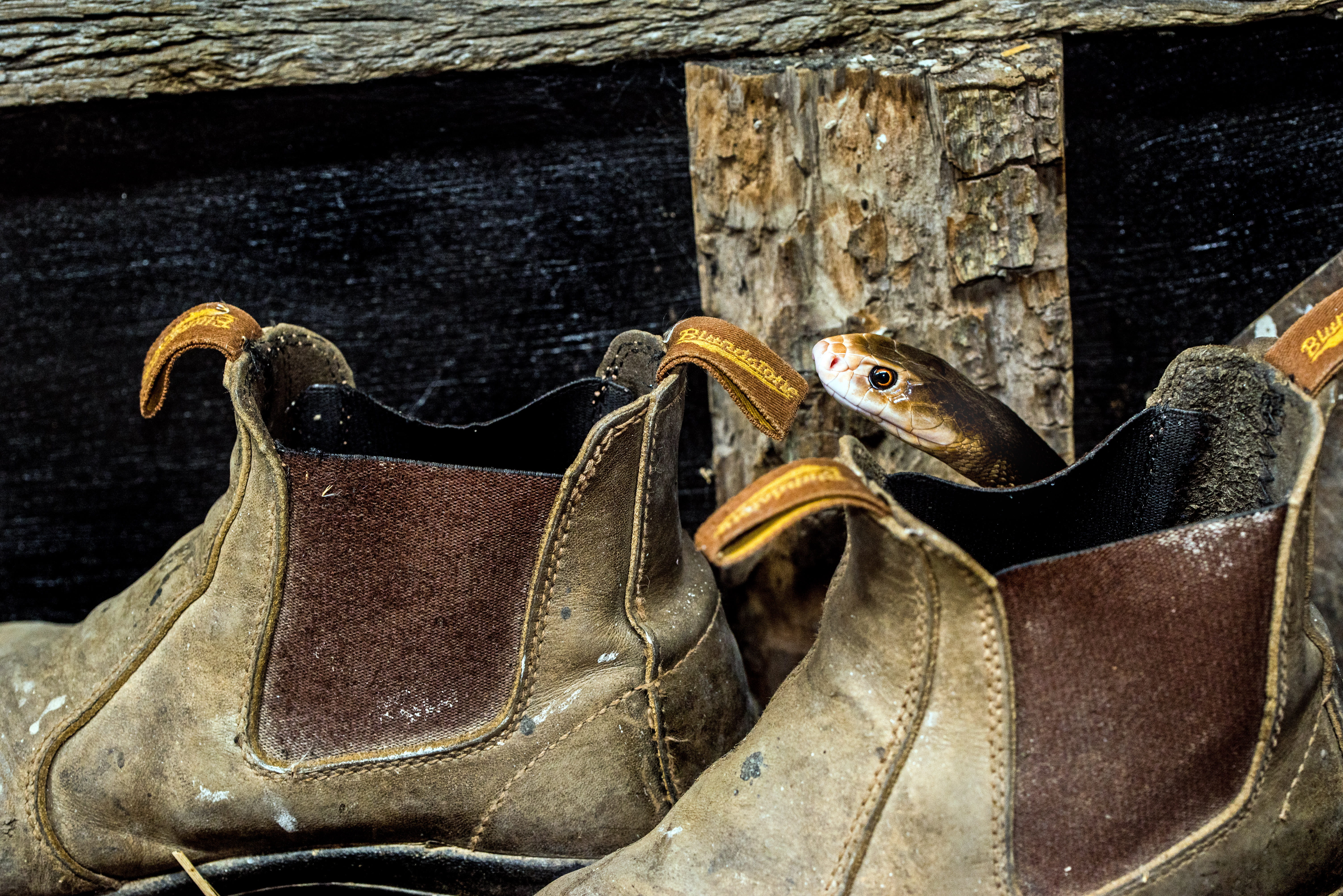 metal, sugar cane farm, footwear, snake, leather, weathered, brown, boot, day, blundstone boots, personal accessory, cane farm, david clode, reptile, accessory, HD Wallpaper