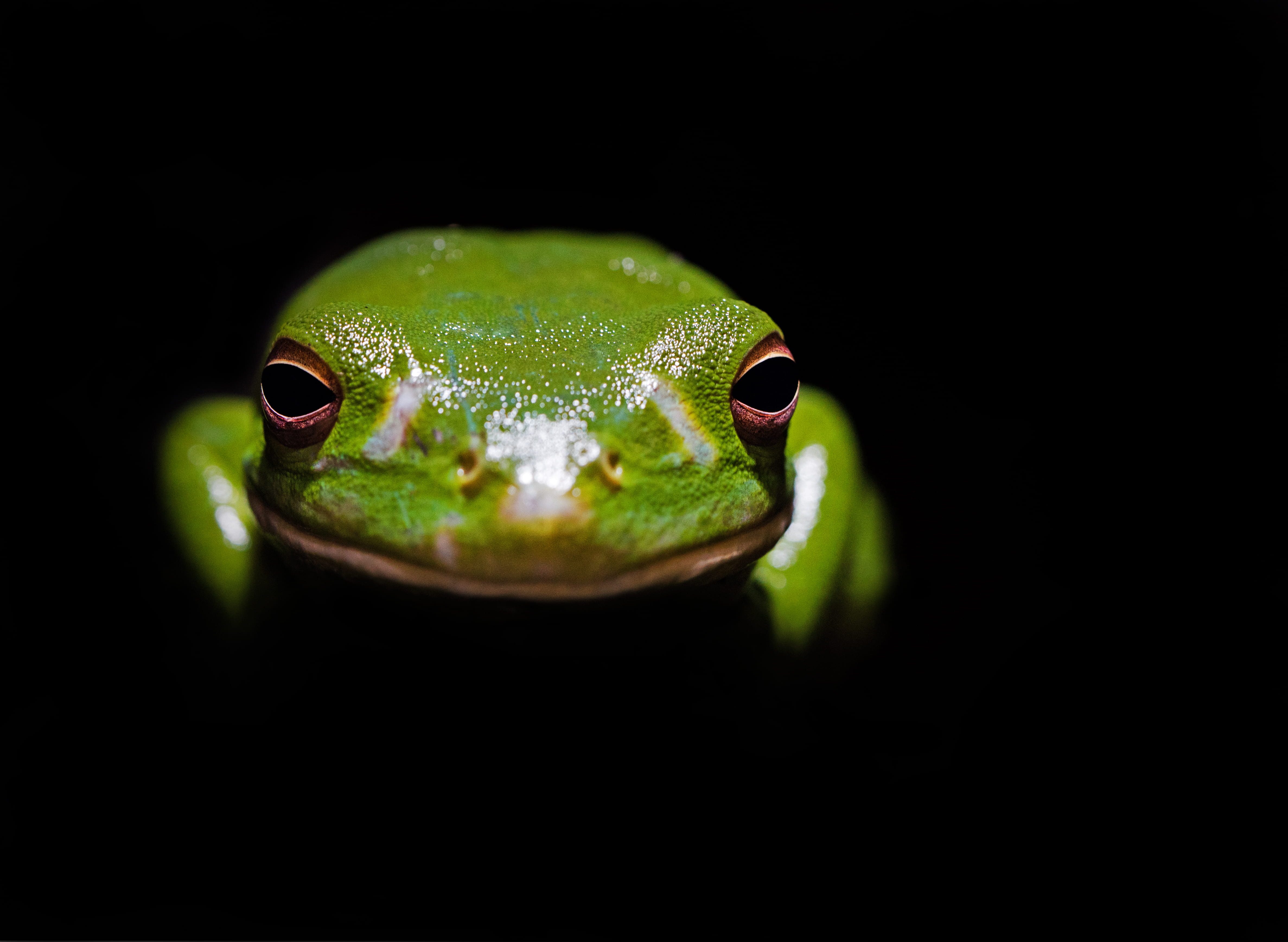 studio shot, australia, black, copy space, skin, animal head, close-up, animal, portrait, looking at camera, room, green color, eye, animals in the wild, HD Wallpaper