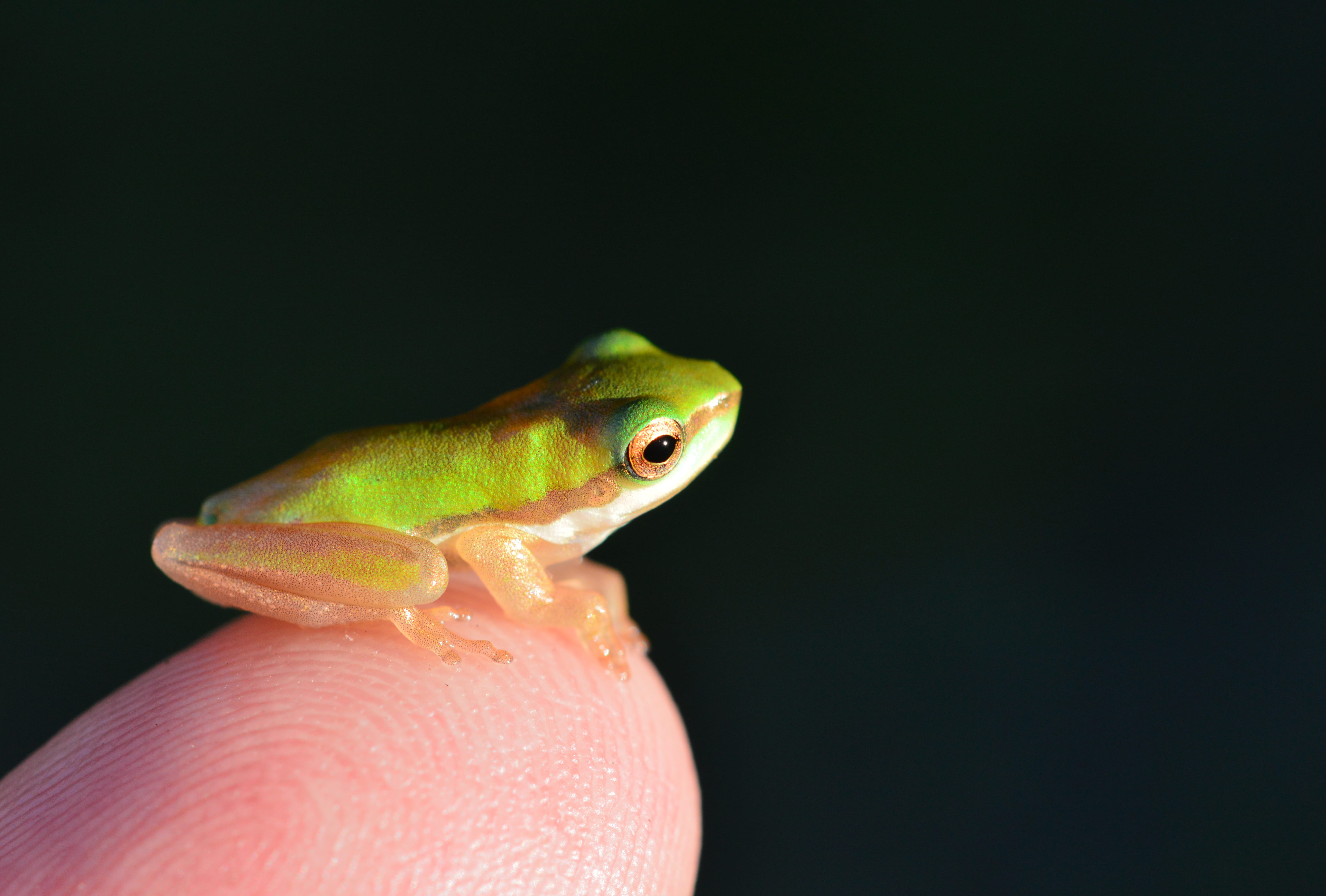 cairns, one animal, green color, finger, human body part, one person, copy space, human finger, david clode, animal wildlife, norhtern dwarf treefrog, vertebrate, HD Wallpaper