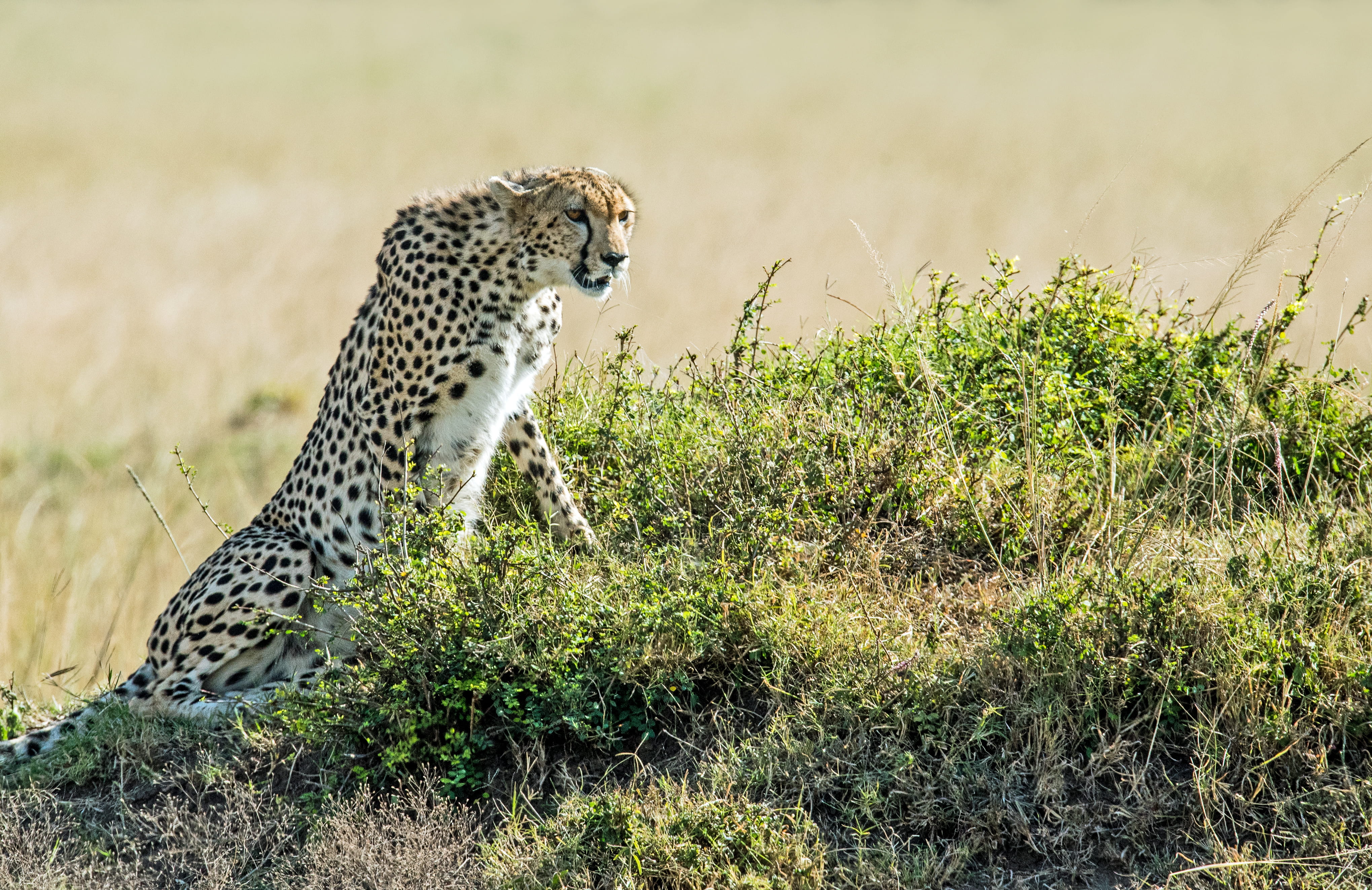 wild animal, plain, cheetah, undomesticated Cat, kenya, animals In The Wild, reserve, nature, cat, speedster, masai Mara National Reserve, extreme Terrain, HD Wallpaper