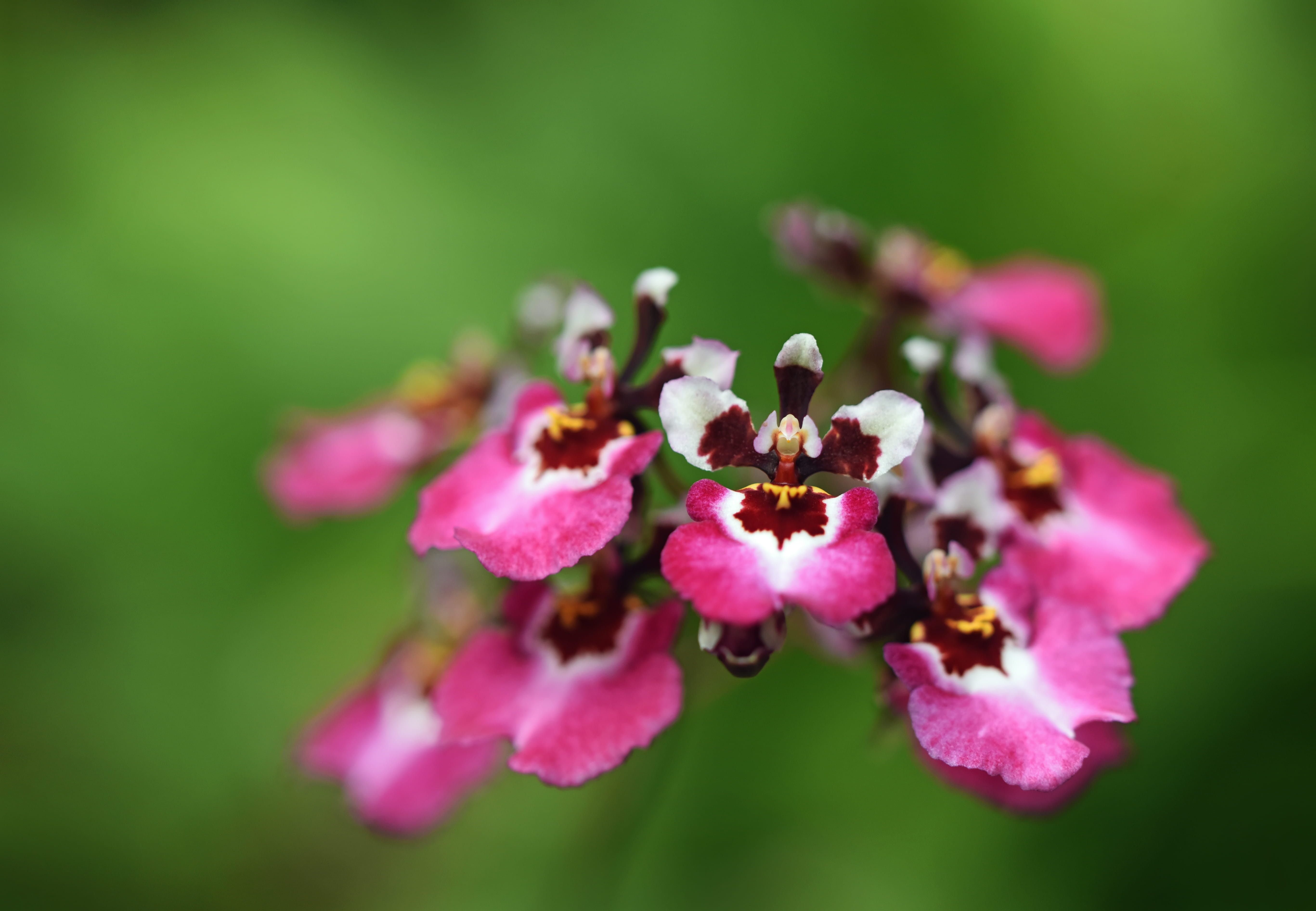 australia, flowering plant, orchid flower, flower, vulnerability, 5K, orchid, pink color, springtime, inflorescence, flower head, fragility, focus on foreground, HD Wallpaper