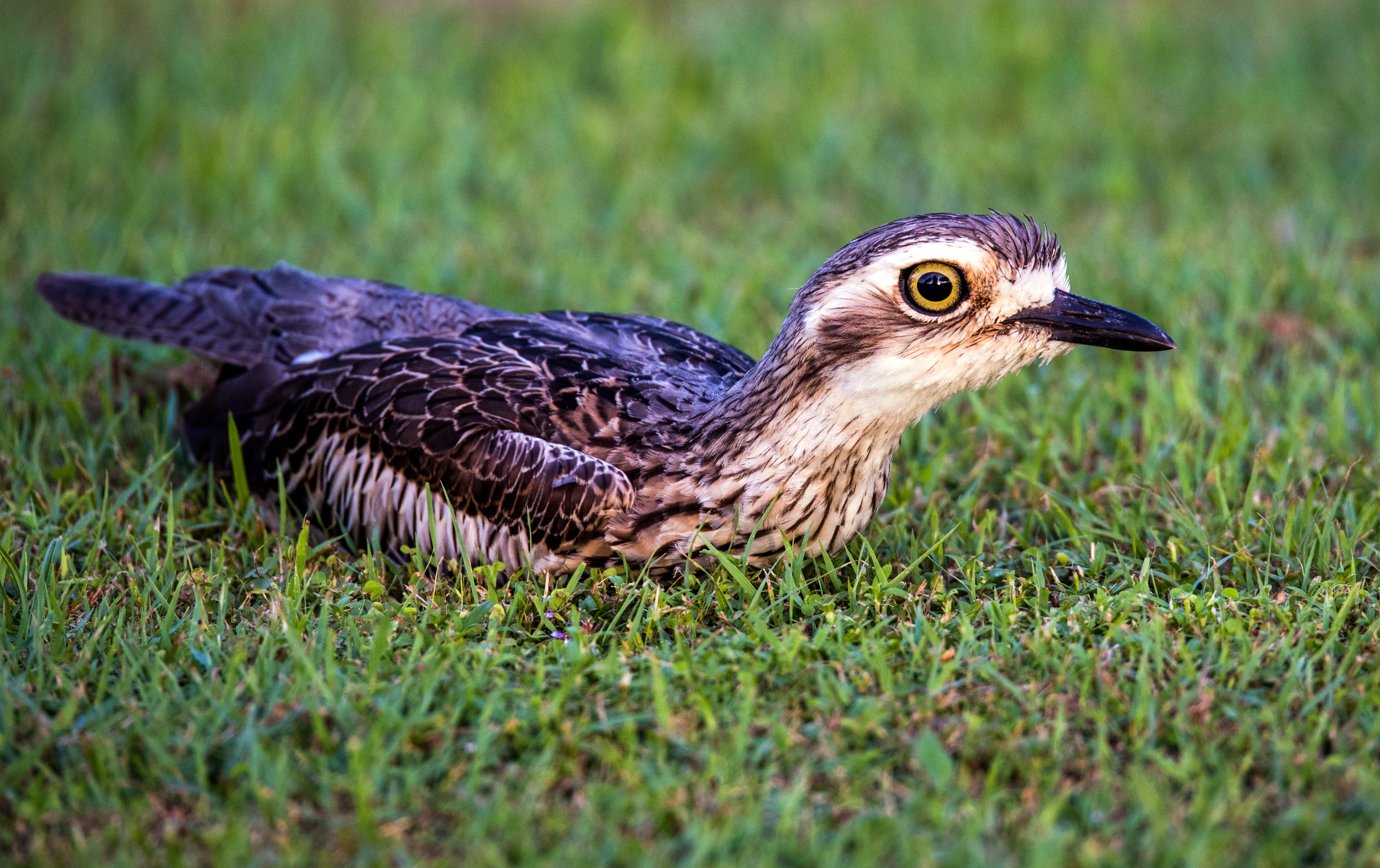 animal themes, 4K, selective focus, outdoors, land, eye, profile view, plover, bush stone-curlew, vertebrate, australia, curlew, no people, close-up, grass, HD Wallpaper