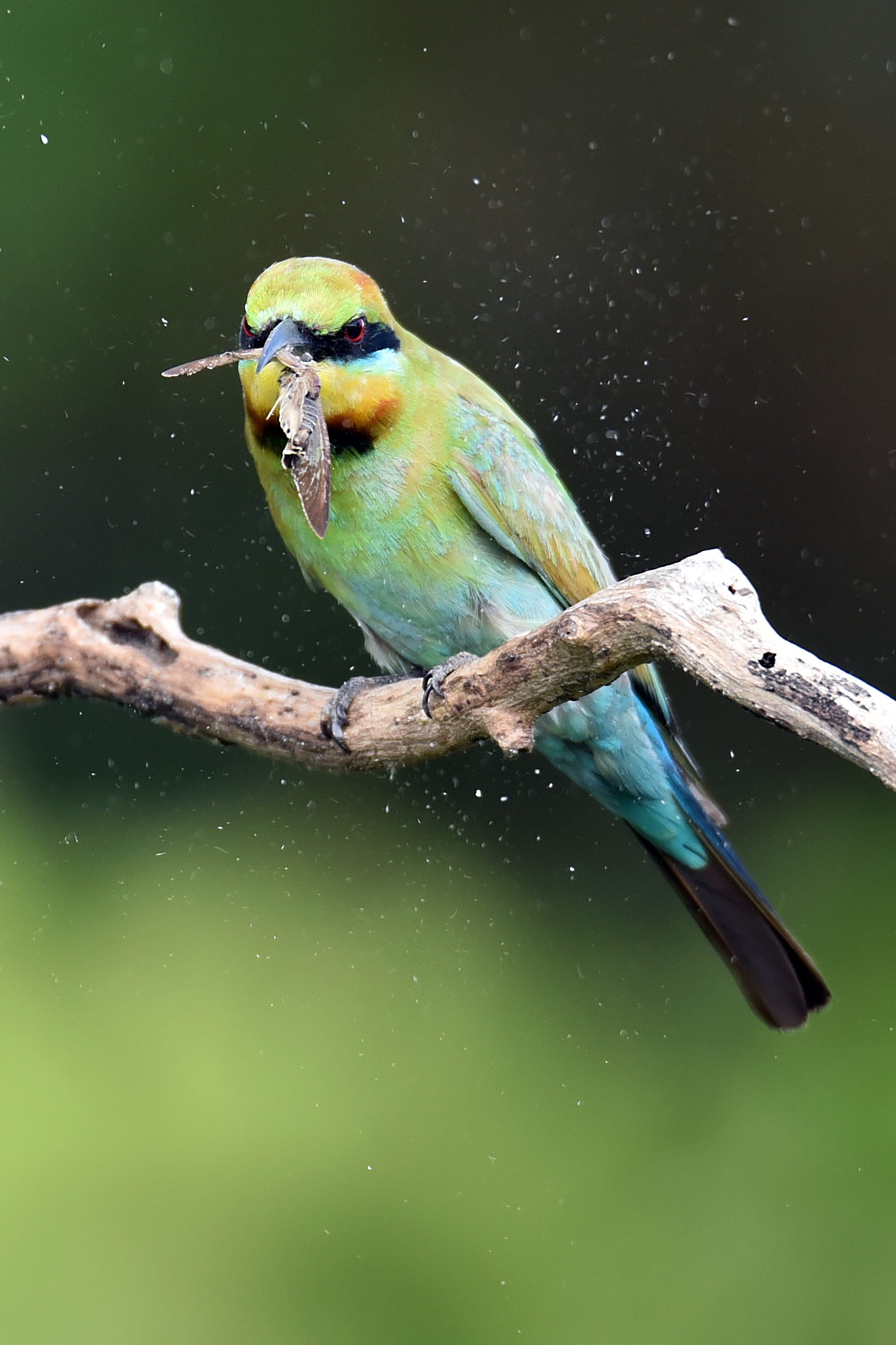 animal, david clode, no people, bird, animals in the wild, nature, lake, animal wildlife, cairns north, close-up, parrot, water, bee-eater, tree, one animal, Phone HD Wallpaper