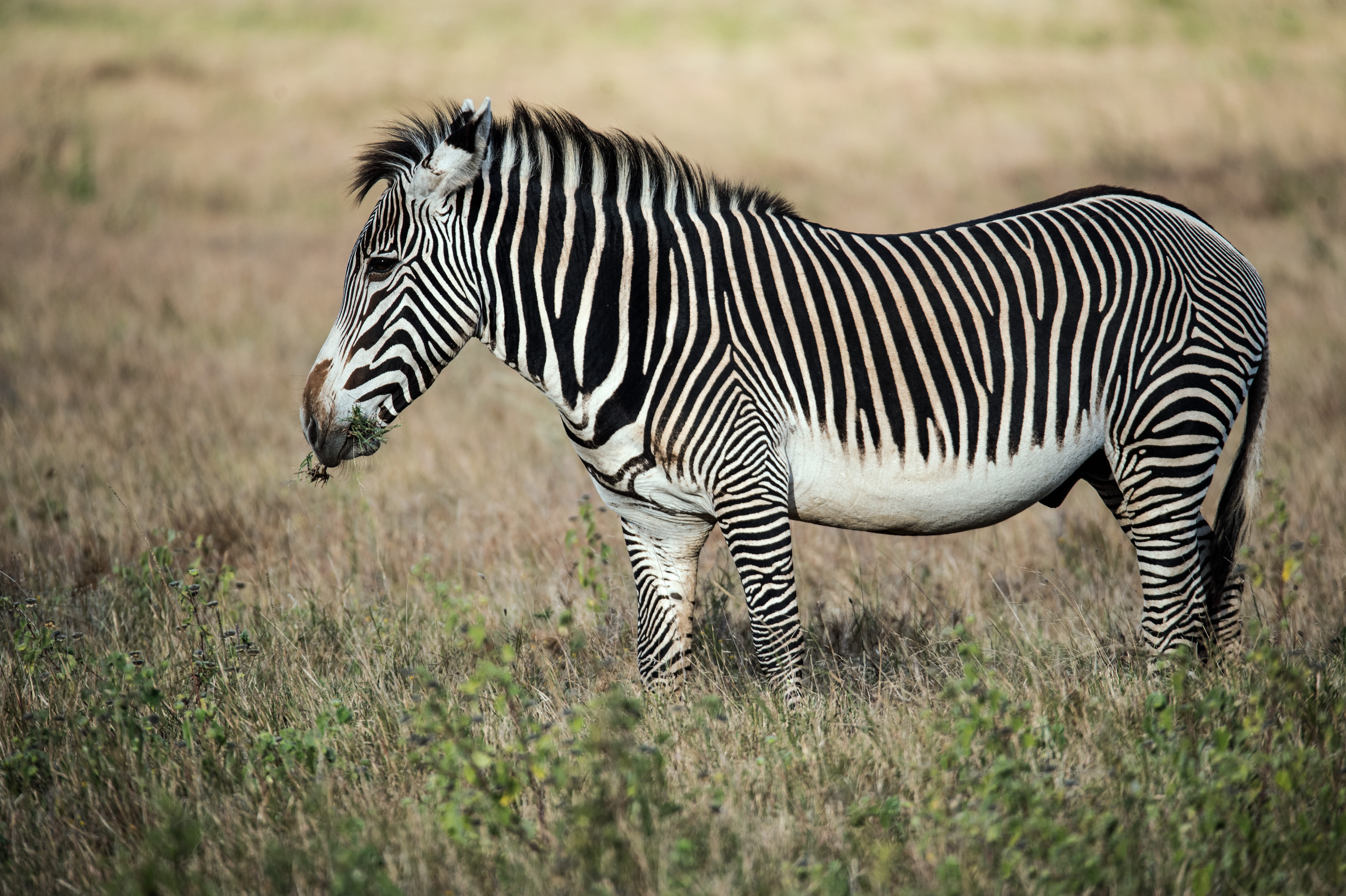 one animal, 5K, lewa wildlife conservancy, sunlight, stripes, wildlife, outdoors, isiolo, full length, eat, day, vertebrate, land, safari, black and white, HD Wallpaper