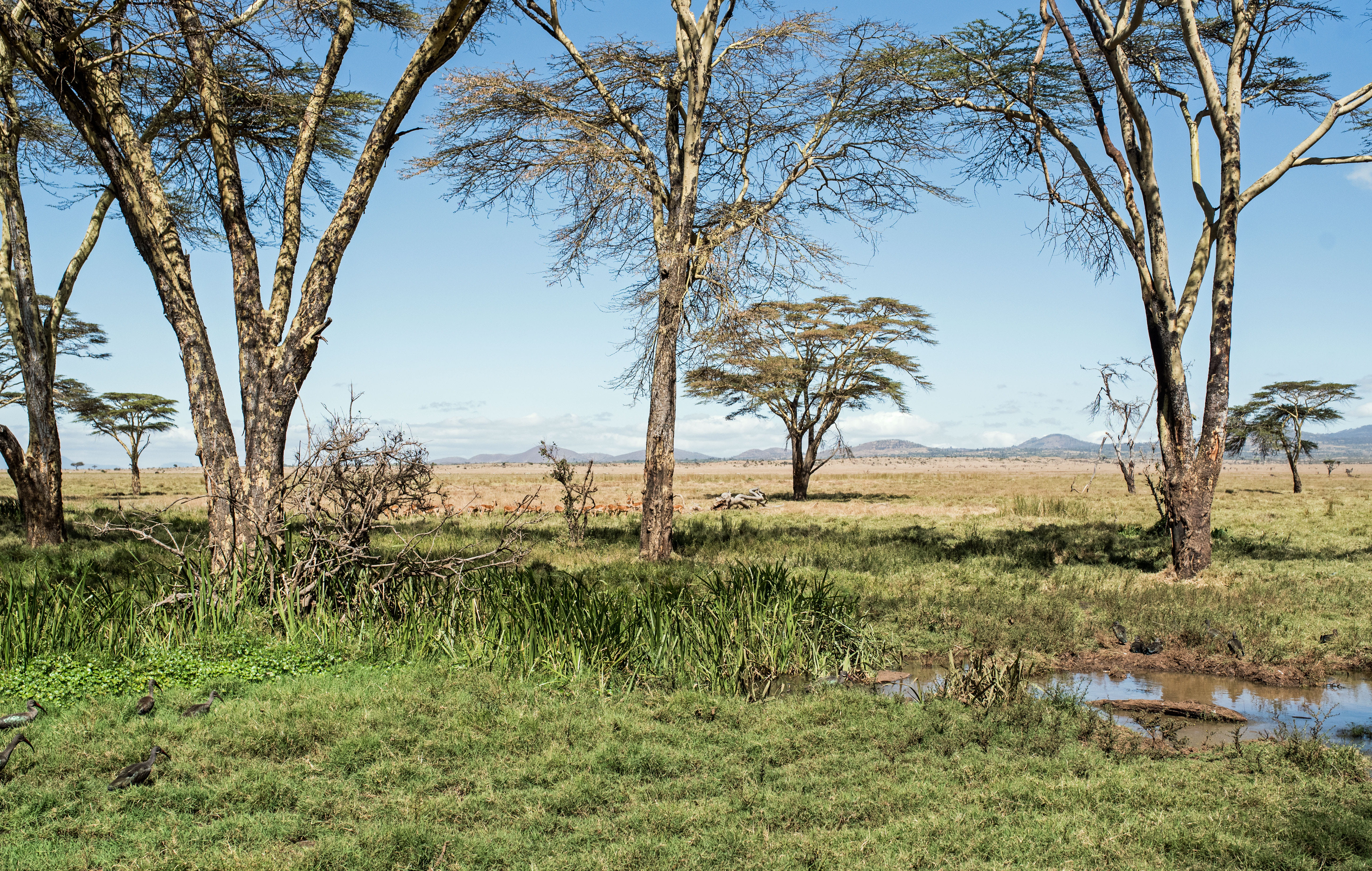 green color, trunk, water, growth, kenya, marsh, tree trunk, outdoors, beige, blue, nature, daytime, environment, swamp, outdoor, 5K, isiolo, grass, flora, HD Wallpaper
