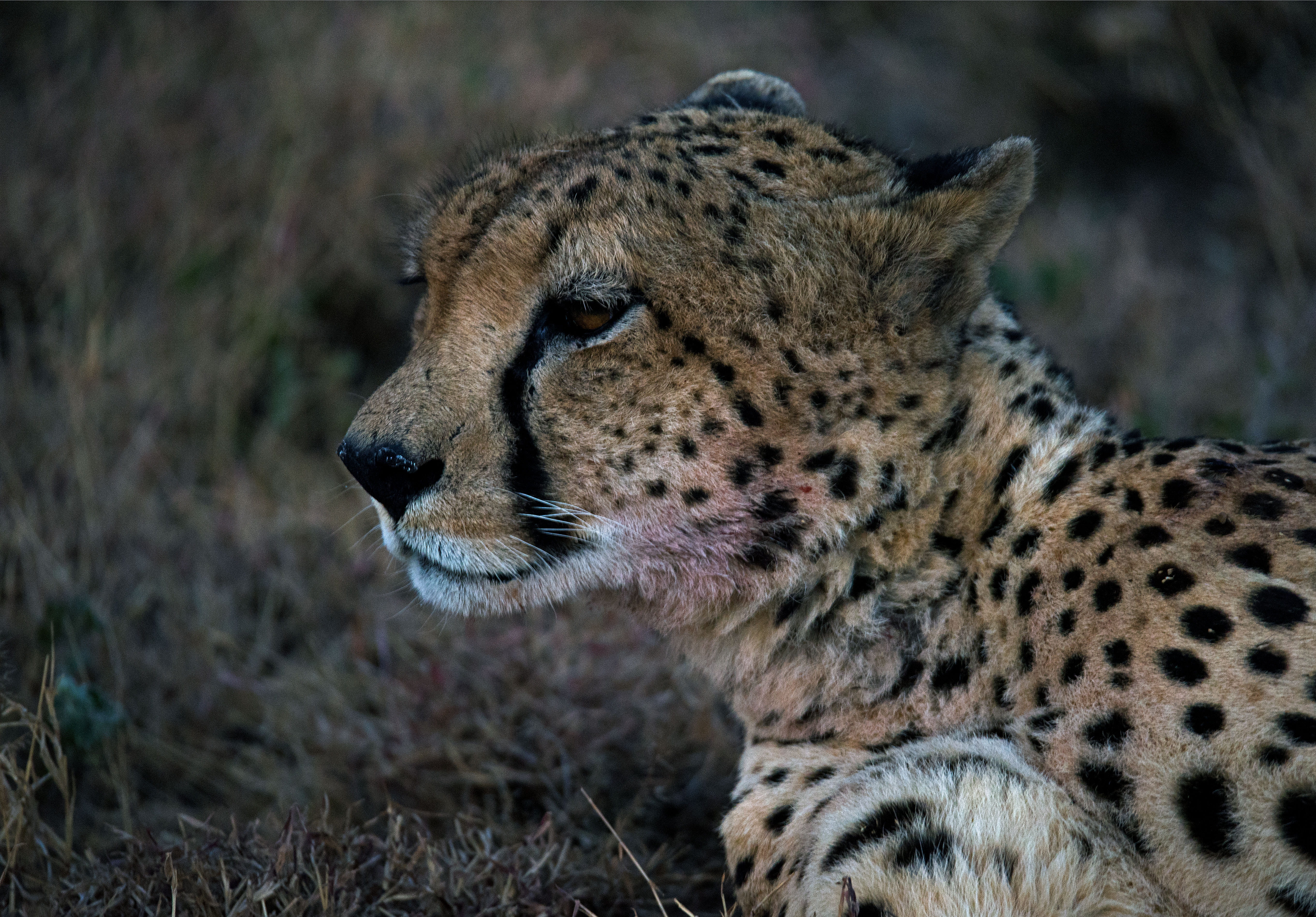 cat, undomesticated cat, big cat, sitting, animal head, animal wildlife, close-up, no people, whisker, safari, animal body part, face, vertebrate, shallow, HD Wallpaper