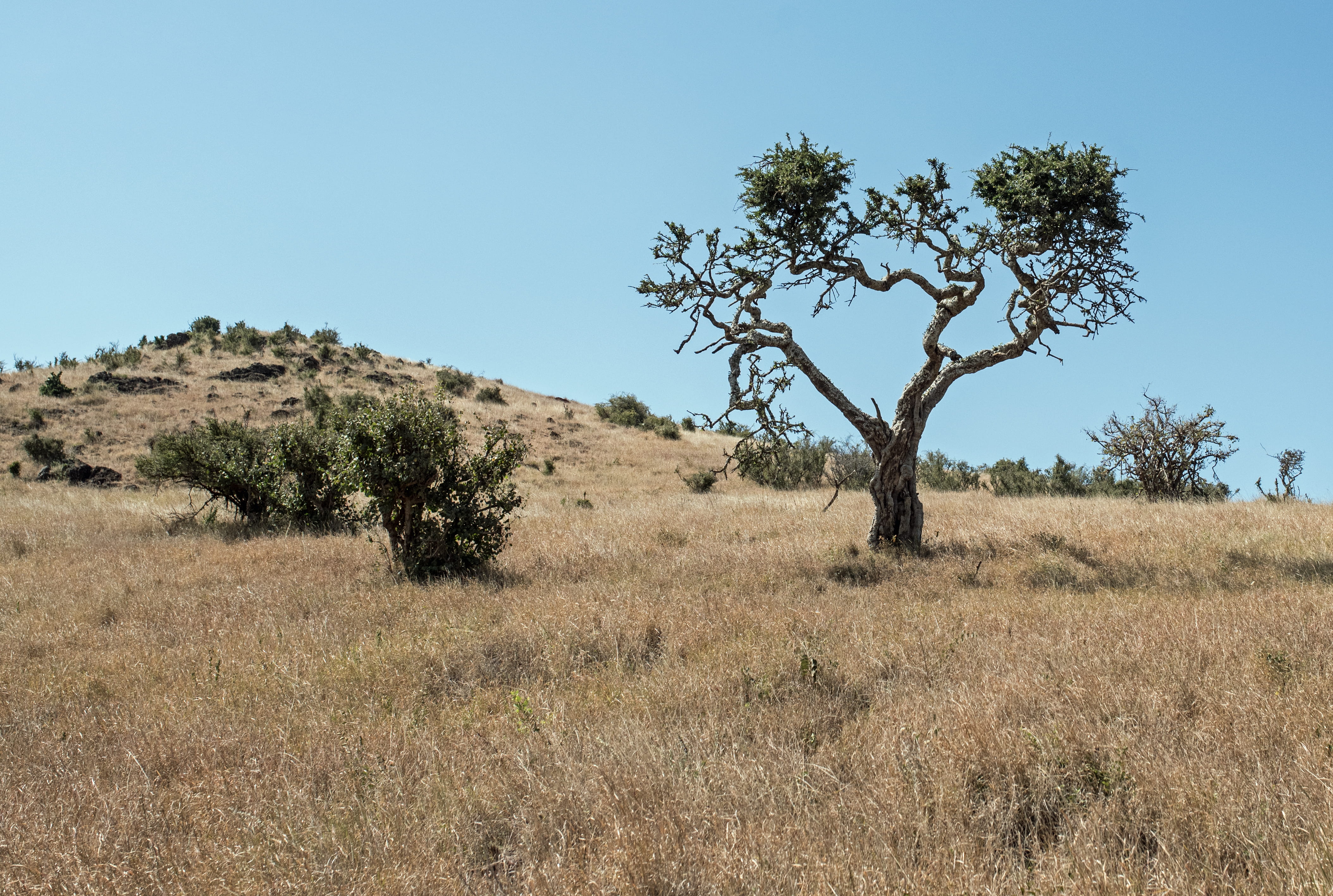flora, land, scenics - nature, clear sky, desert, isiolo, plant, soil, tree, field, nature, non-urban scene, grassland, kenya, brown, tranquil scene, blue, HD Wallpaper