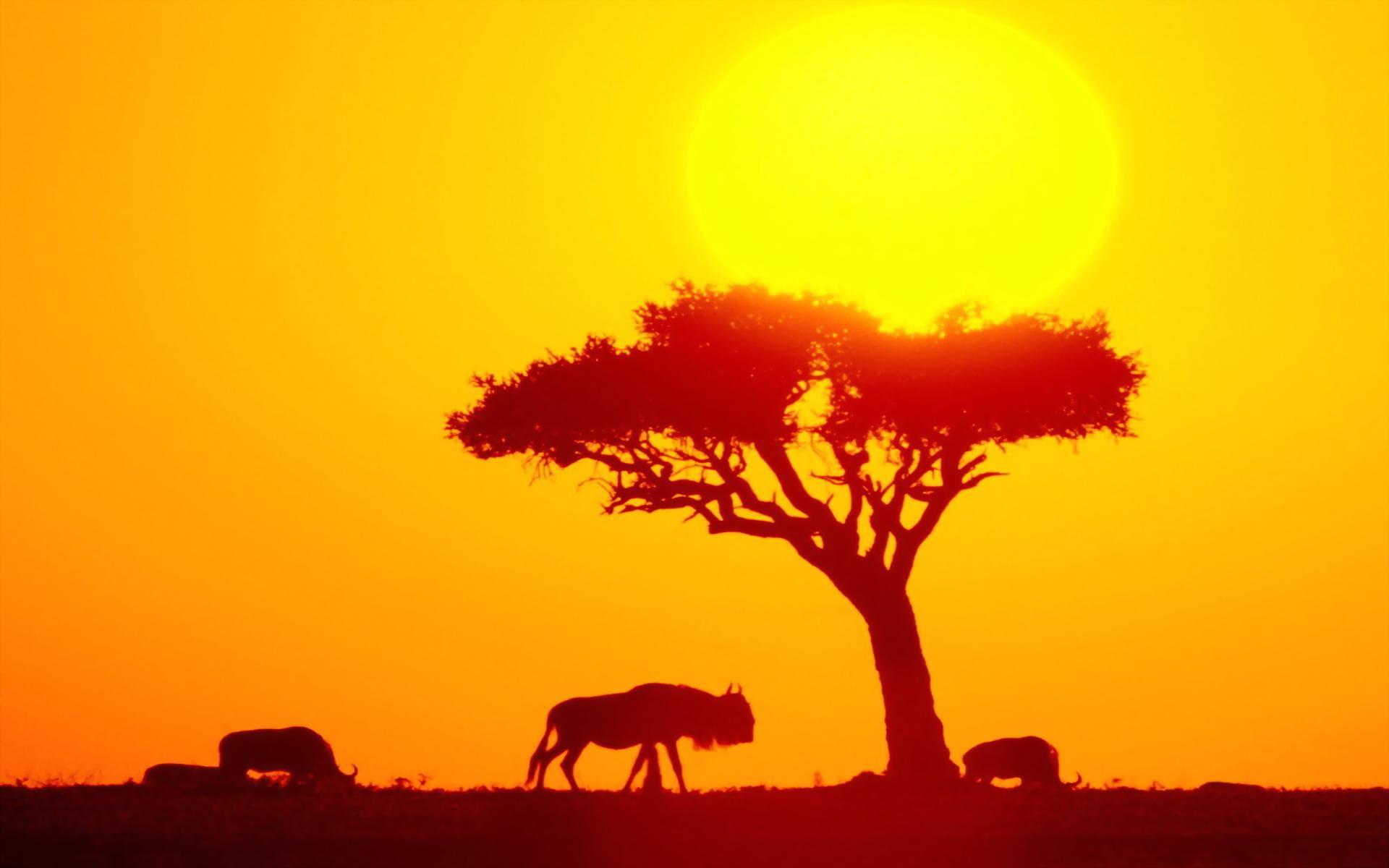alhana, 1080P, africa, ingo, wildebeest, 1ellen1, herd, adi1989, nature and landscapes, HD Wallpaper