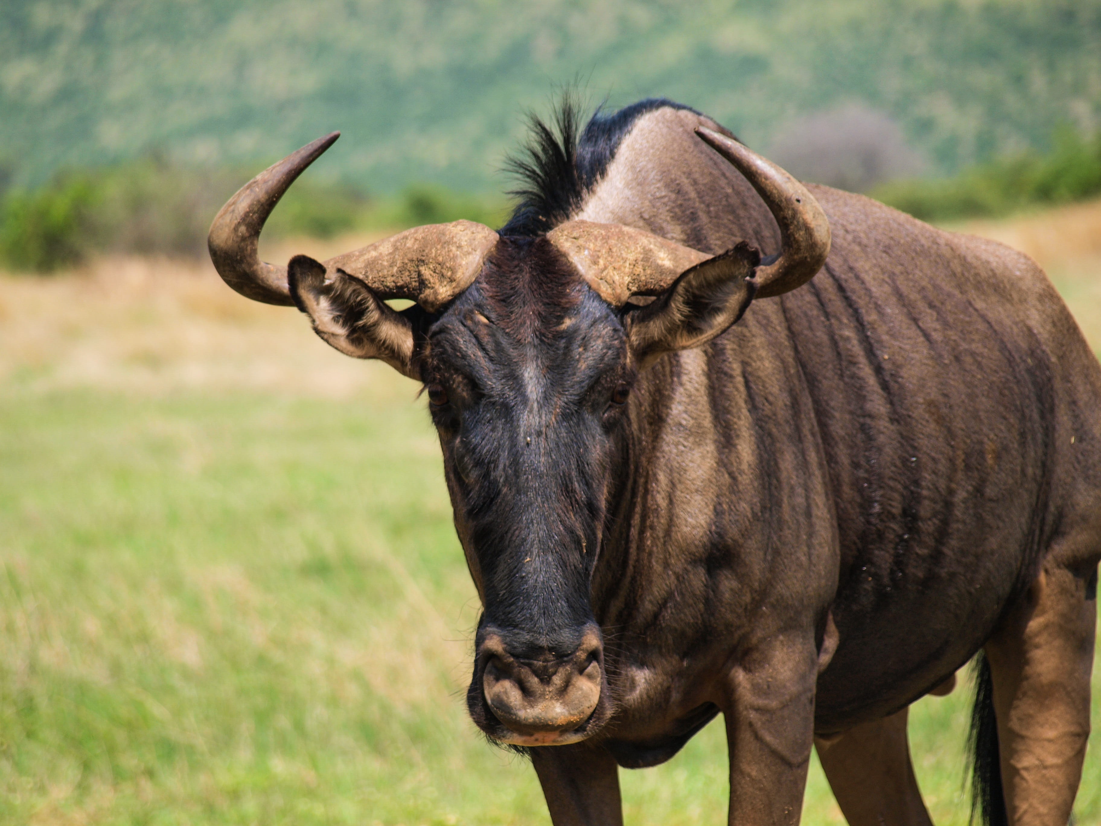 herbivorous, day, nature, animal wildlife, animal head, mammal, africa, one animal, plant, field, domestic animals, antelope, standing, outdoors, no people, HD Wallpaper