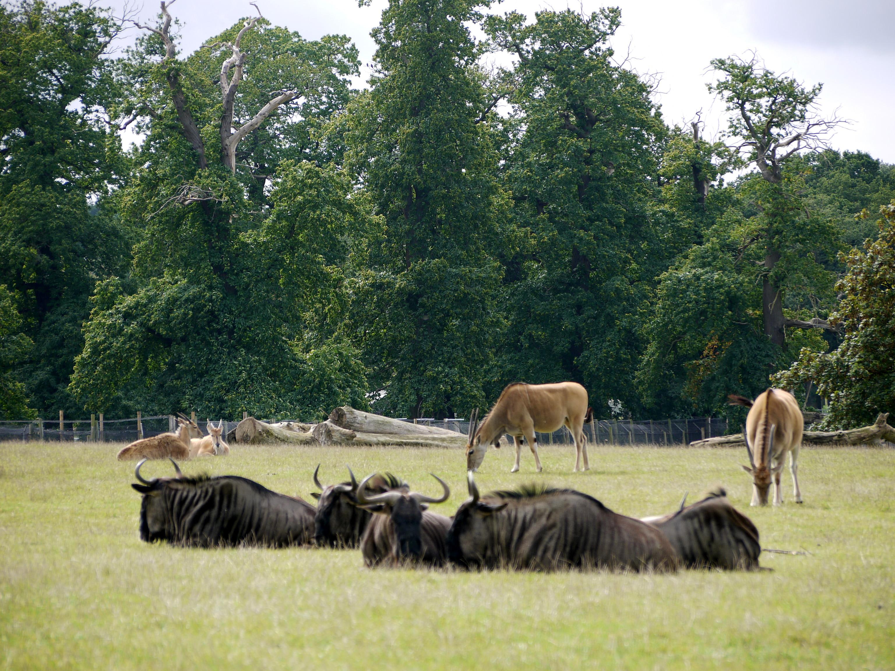 woburn, chewing, meal, wildebeest, 2K, HD Wallpaper