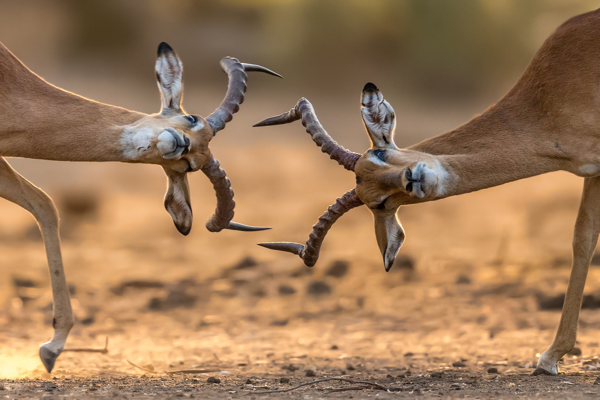 wildebeest, horns, antelope, 1080P, Africa, battle, HD Wallpaper