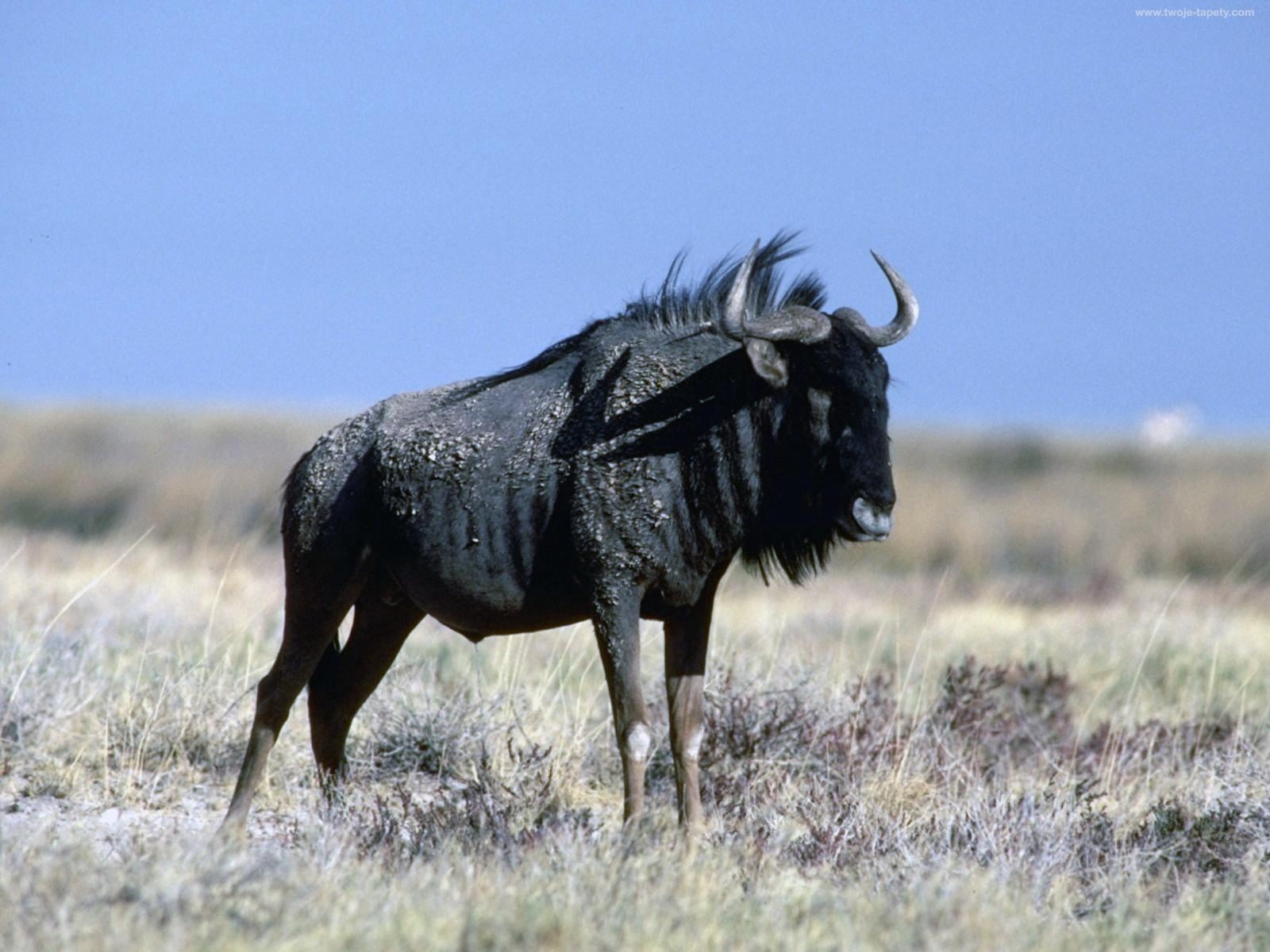 720P, water, animal wildlife, nature, grass, buffalo, animals in the wild, vertebrate, plant, no people, environment, profile view, outdoors, herbivorous, HD Wallpaper