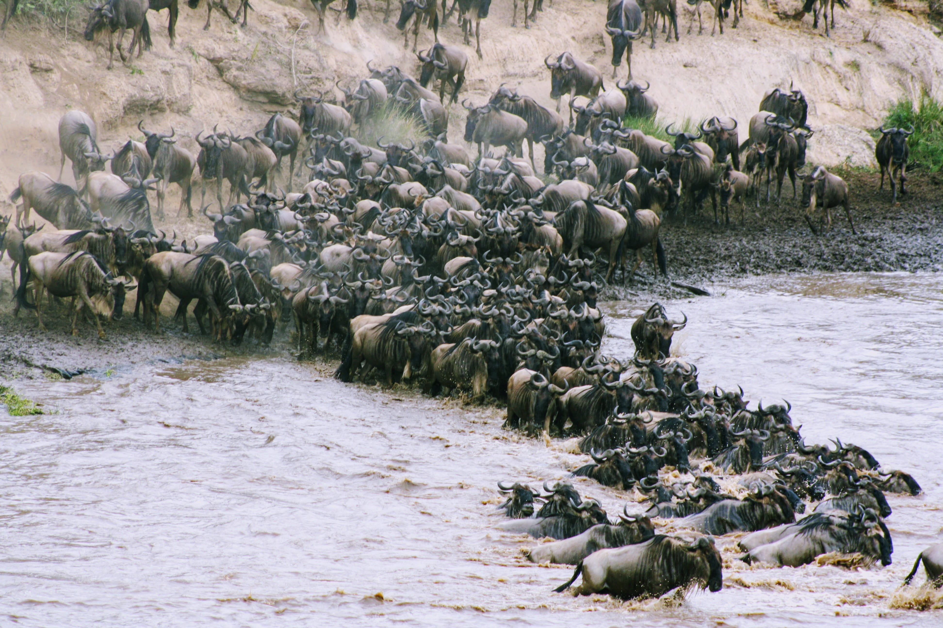 flowing water, no people, large group of animals, vertebrate, animal themes, animal wildlife, 4K, crossing, animal migration, animal, drinking, water, HD Wallpaper